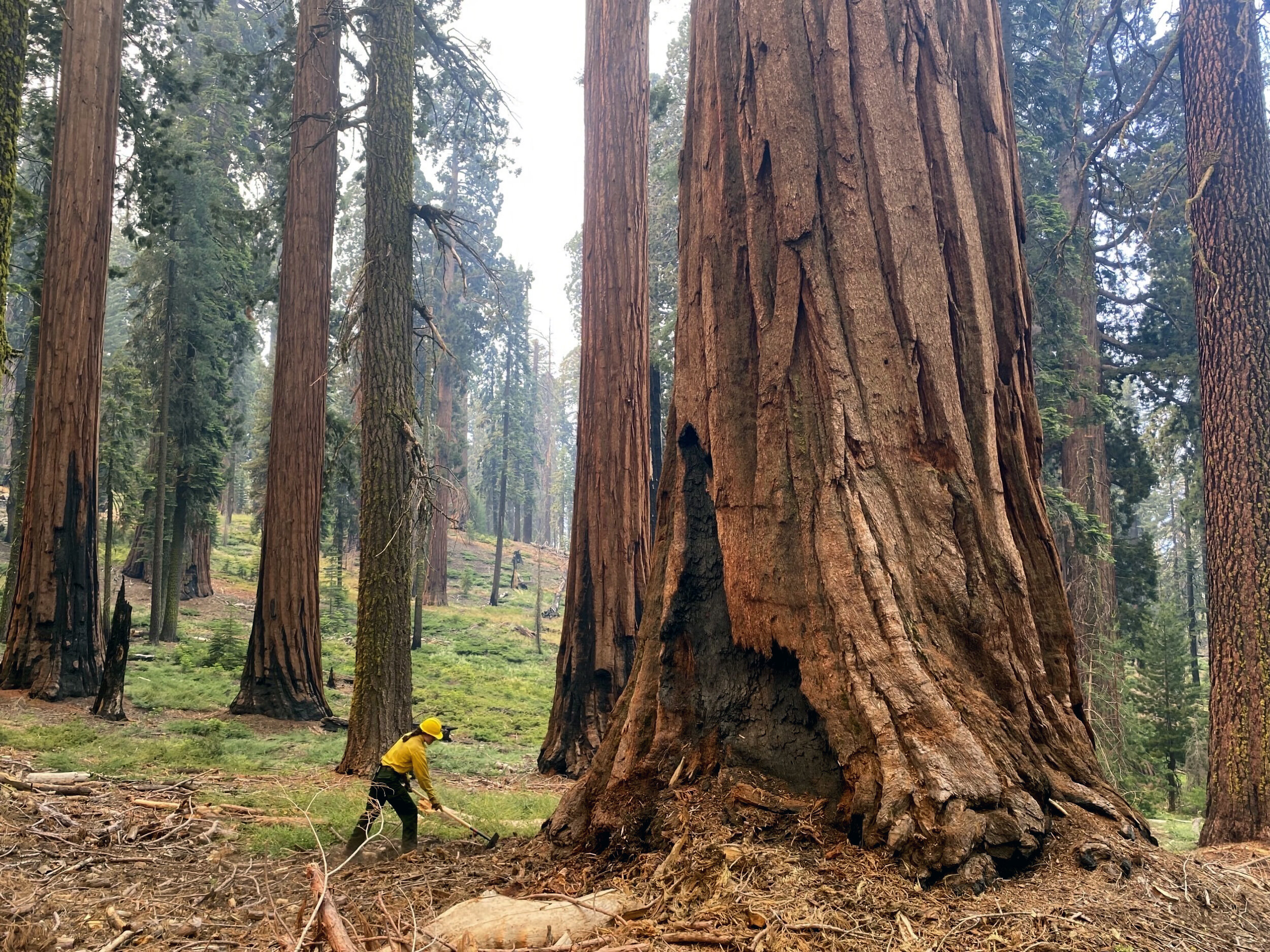 #US takes emergency action to save sequoias from wildfires