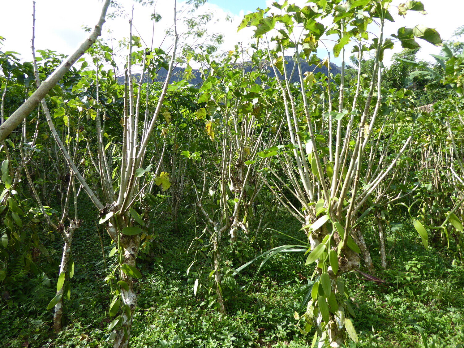 Vanilla cultivation on fallow land promotes biodiversity