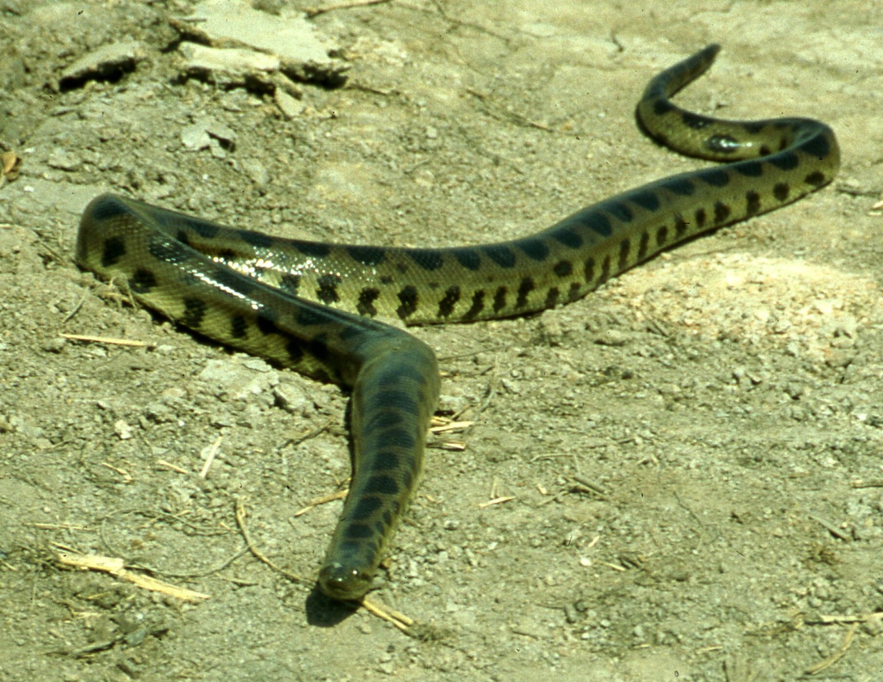 Verified after two decades The fourth anaconda species