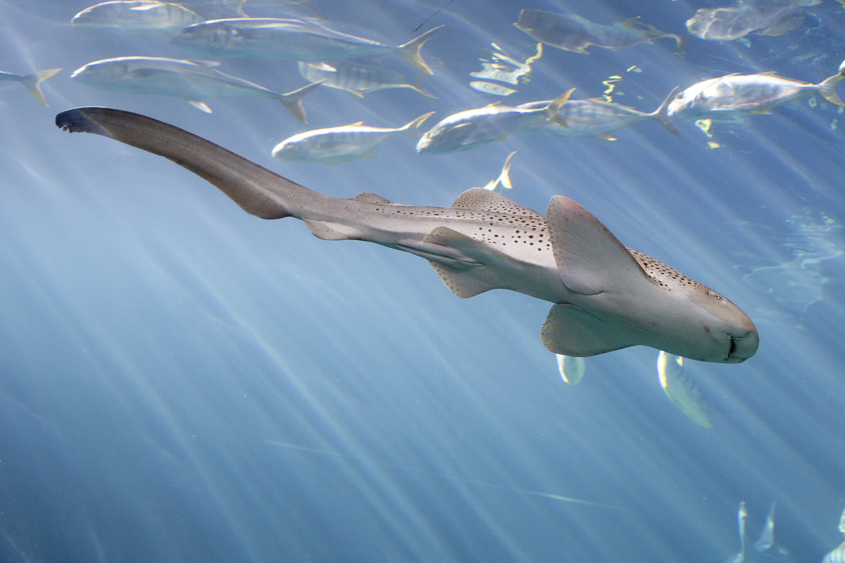 Study investigates ‘virgin birth’ in aquarium sharks, even when potential mates are nearby