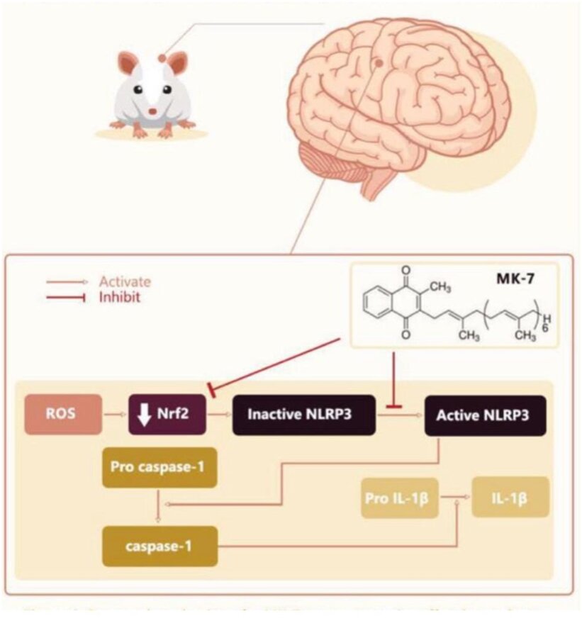 Vitamin Ok reveals proof of mind added advantages in rats