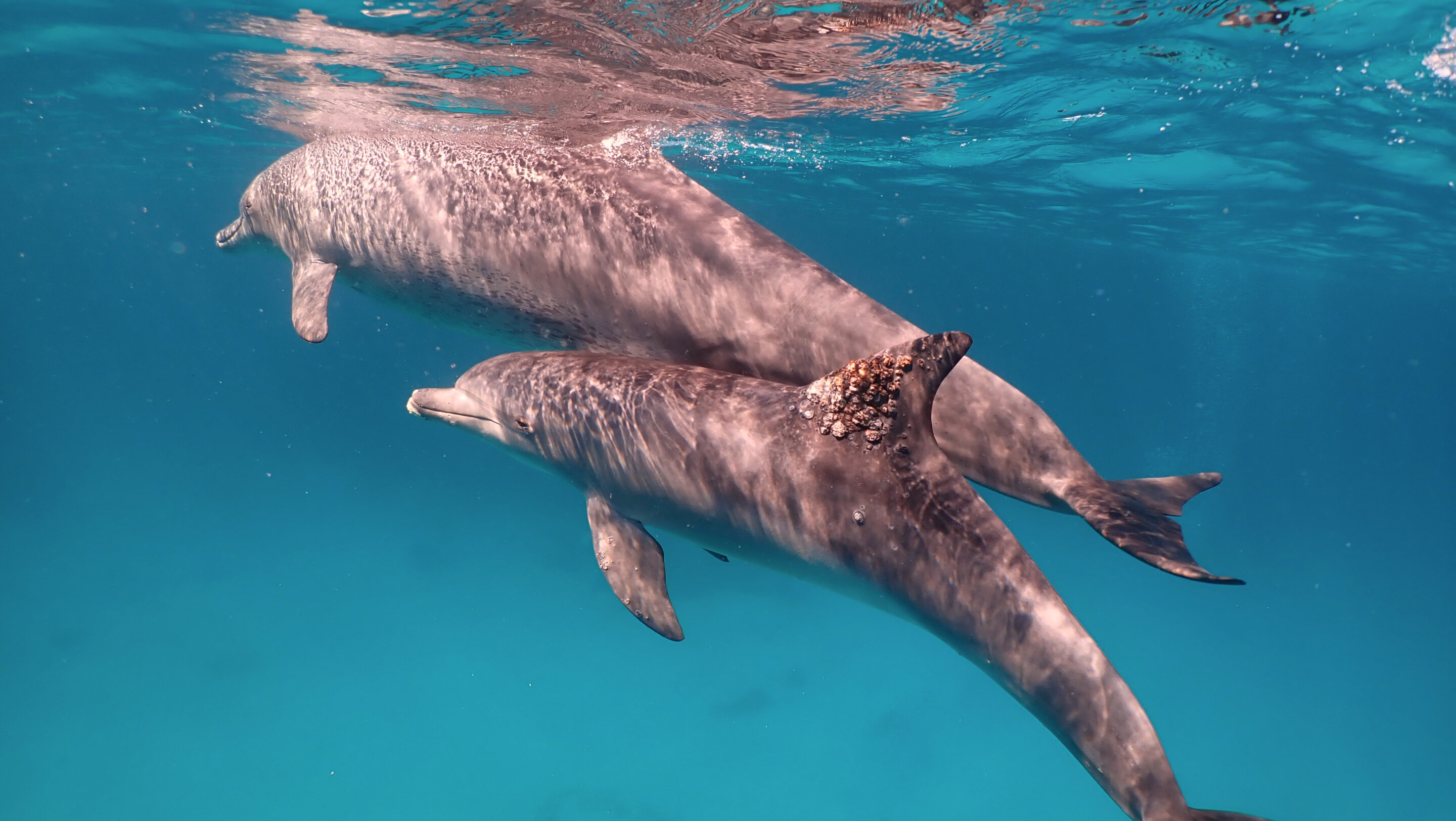 Watch dolphins line up to self-medicate skin ailments at coral 'clinics'