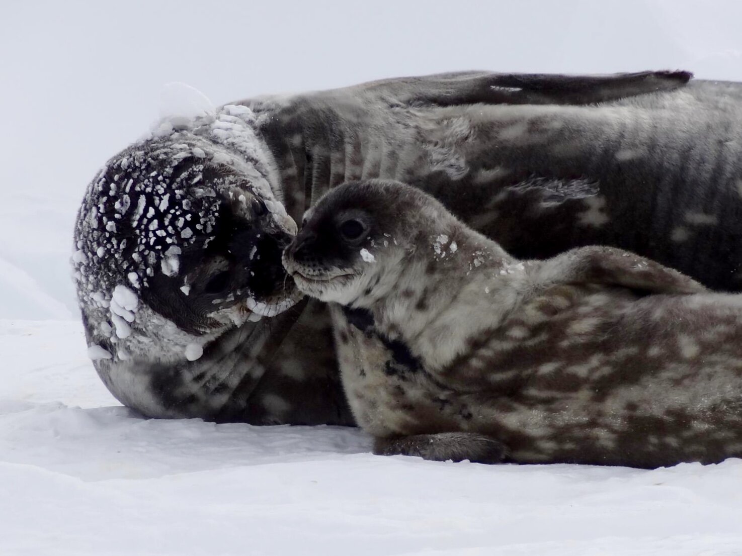 Weddell seal moms sacrifice diving capacity to provide iron to pups; climate cha..
