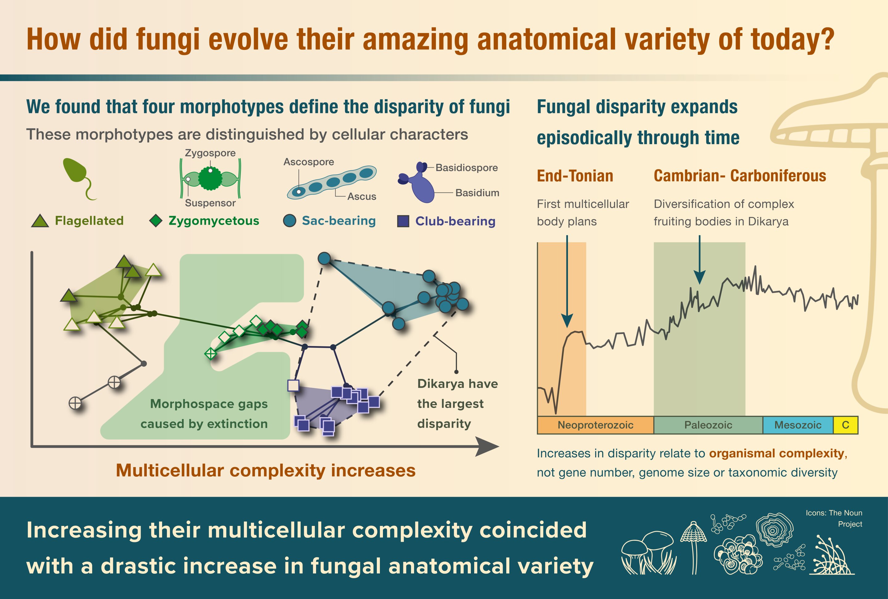 Weird and wonderful world of fungi shaped by evolutionary bursts, study finds