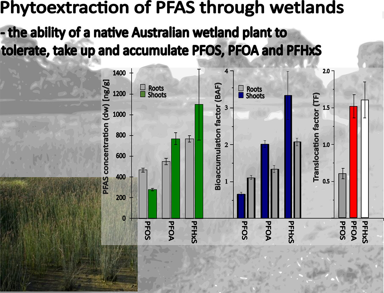 Wetland plant removes PFAS