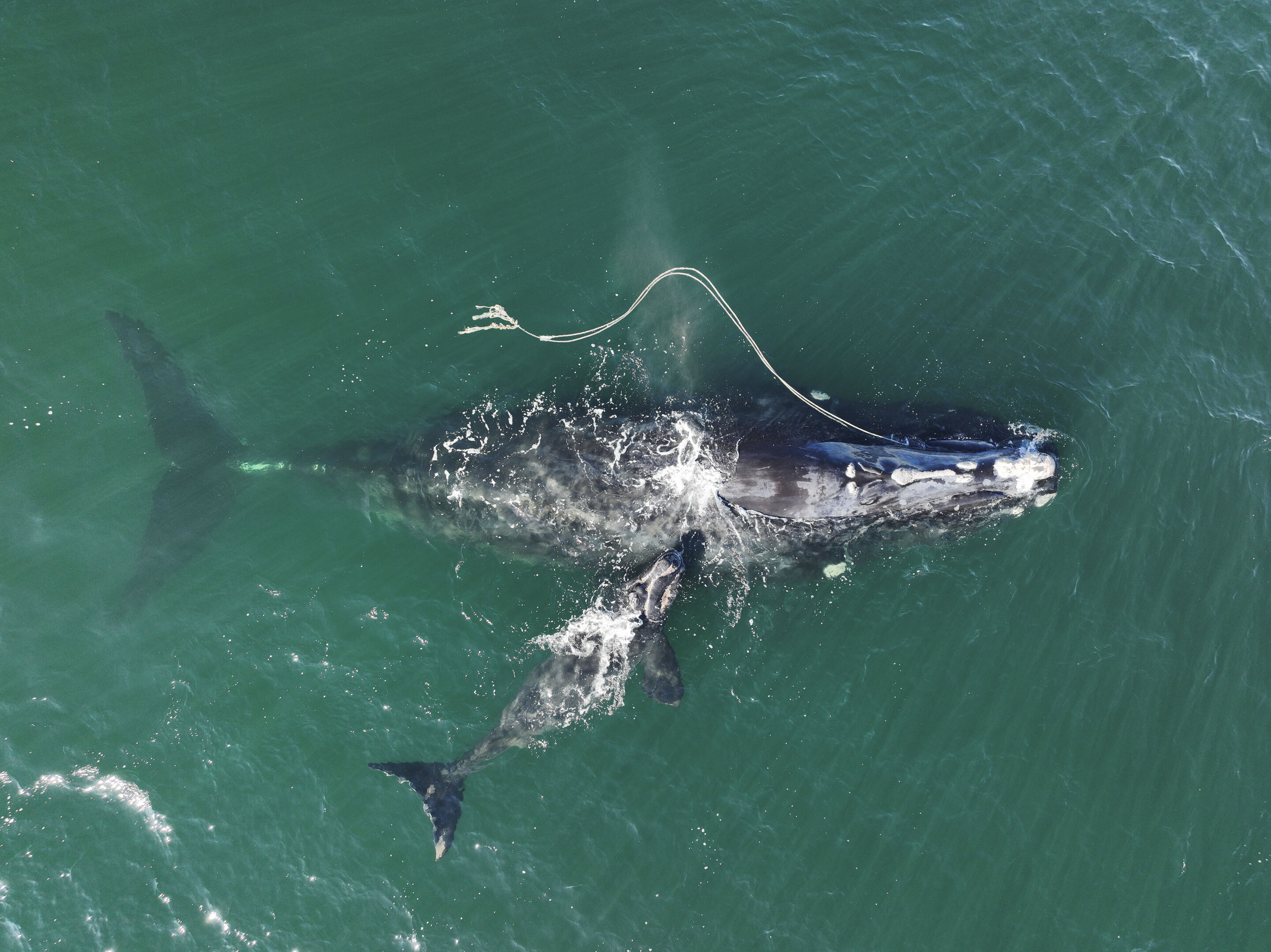 Whale entanglements fall, but continue to be important danger, feds say