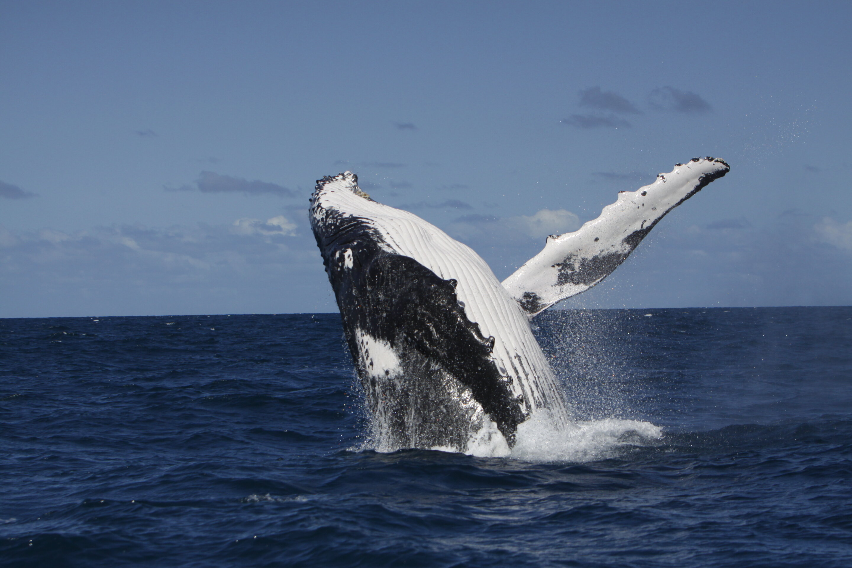 Whales learn songs from each other in a cultural 'deep dive'