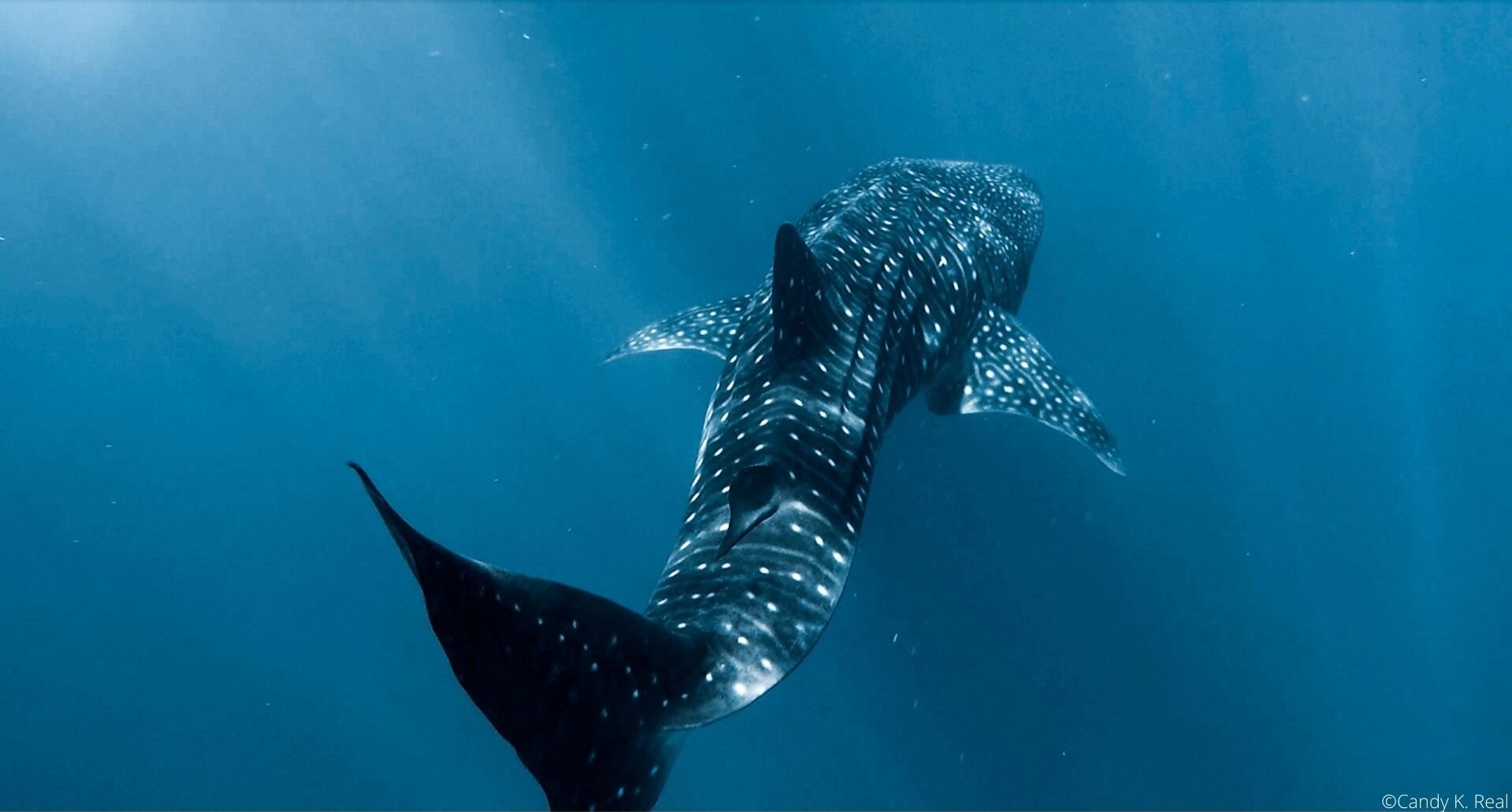 Misguided ecotourism may lead to changes in whale shark behavior