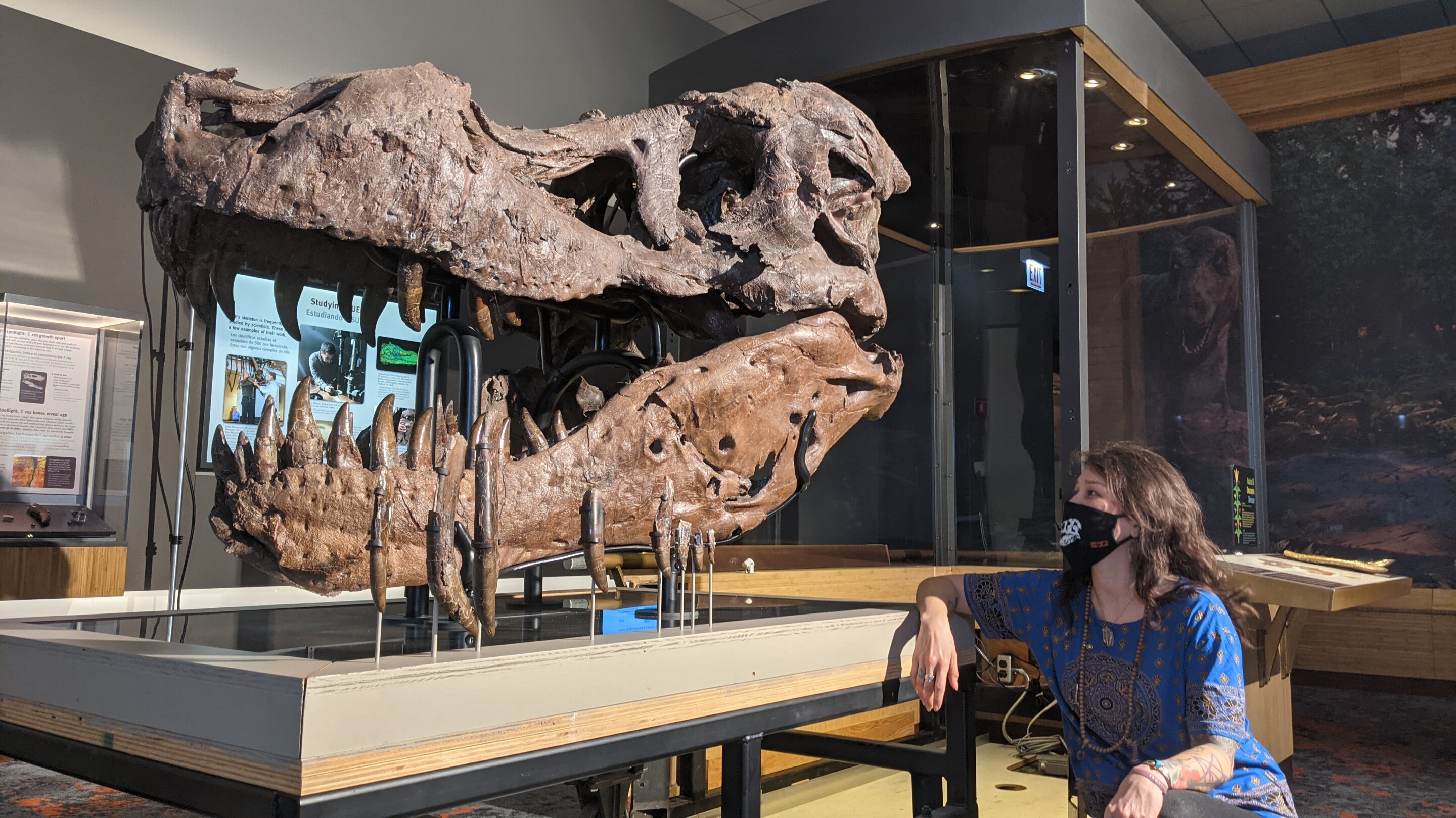 What caused the holes in SUE the T. rex's jaw? Probably not an infection