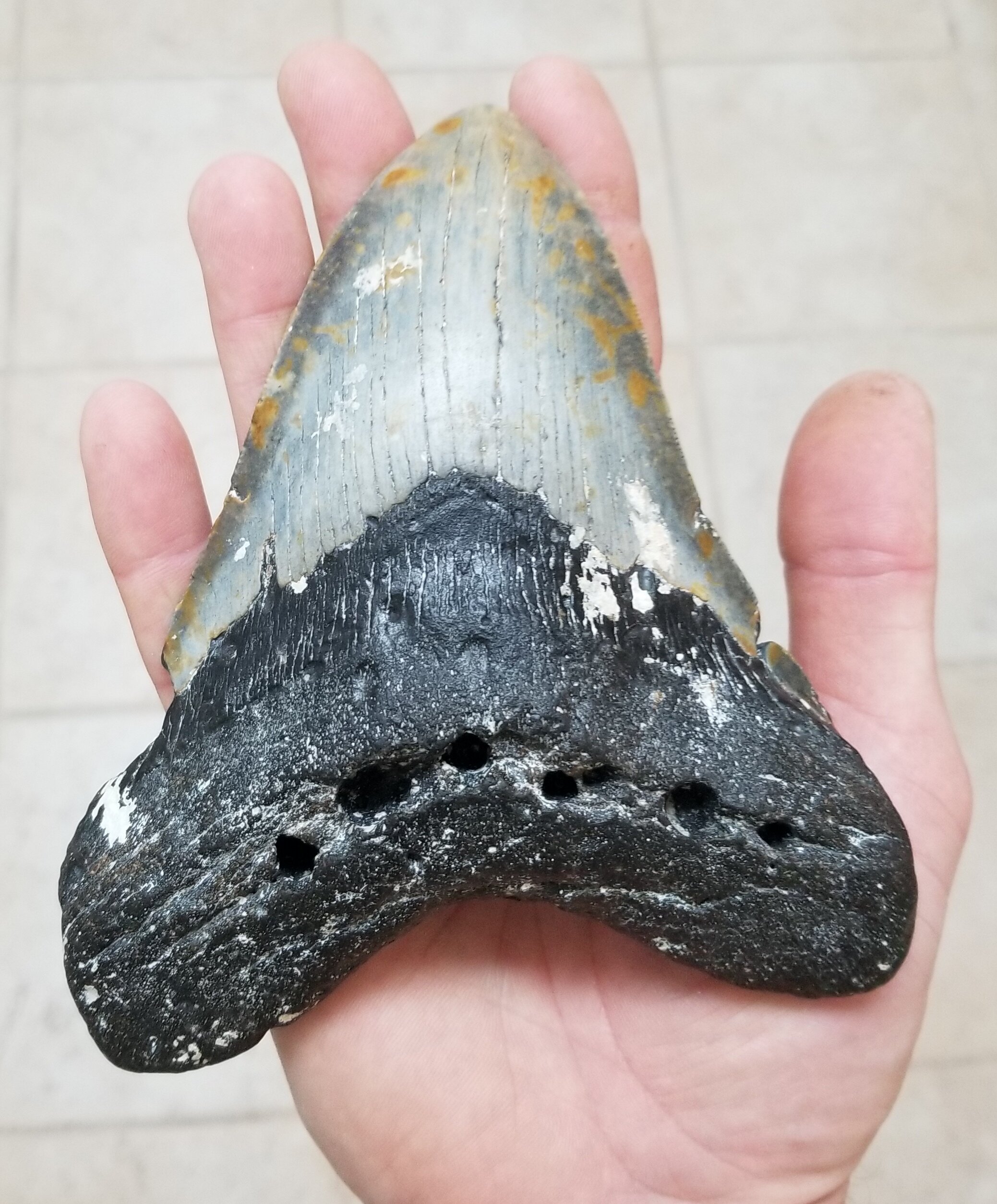 What did Megalodon eat? Anything it wanted, including other predators