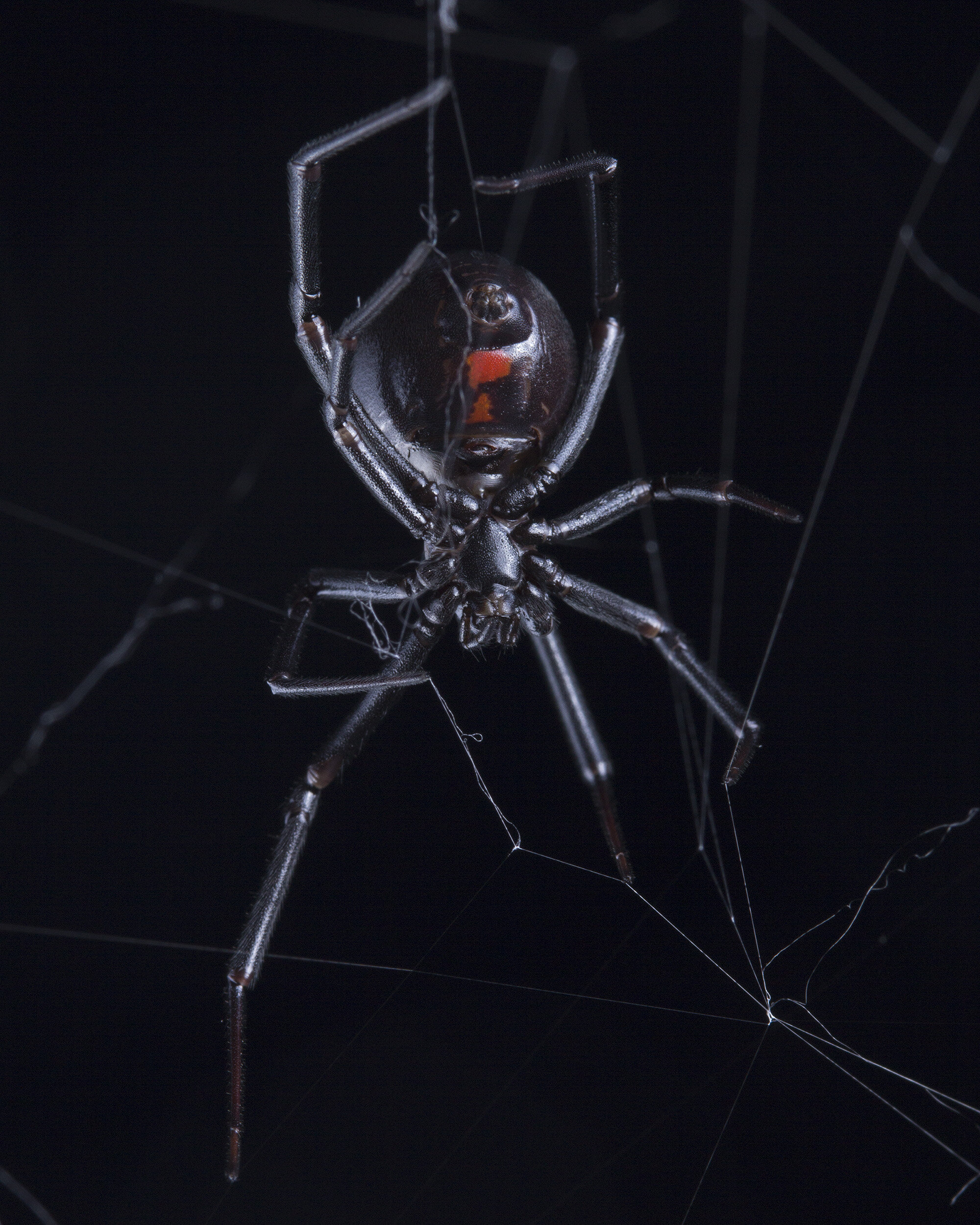 Scientists Say 50,000 Spider Species Have Now Been Discovered - CNET