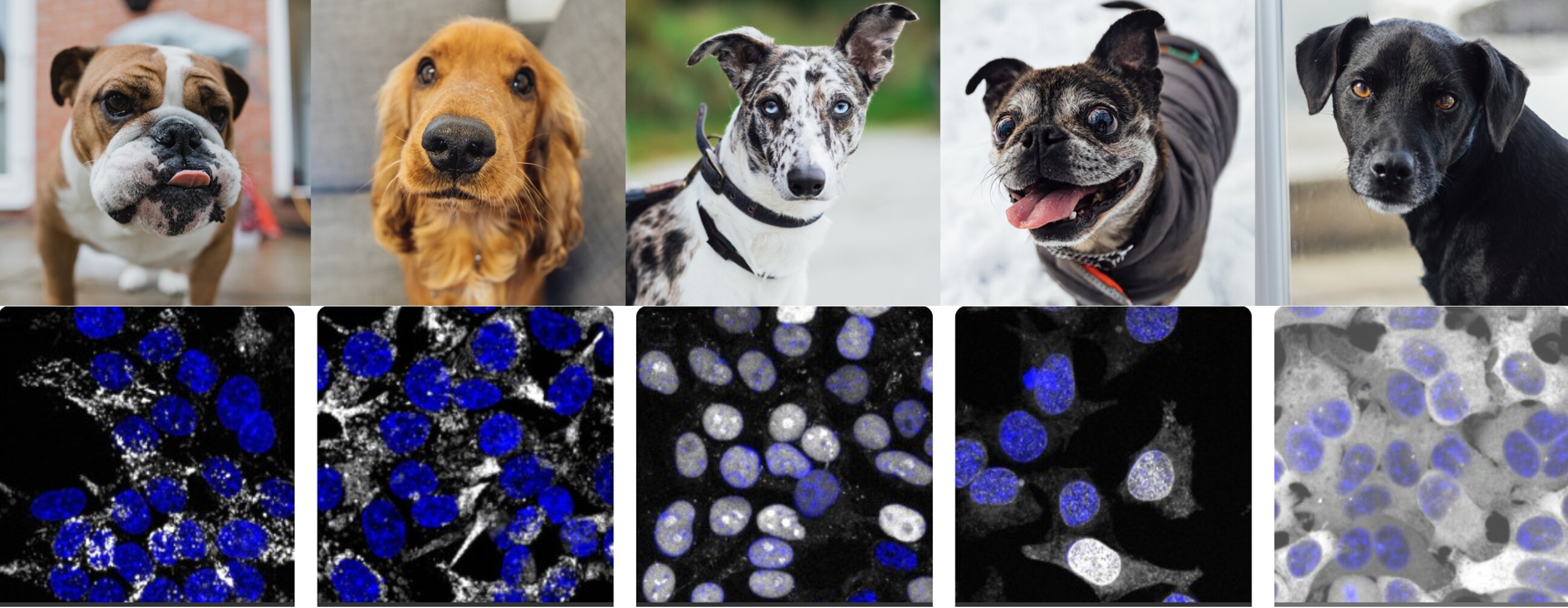 AI can reveal new cell biology just by looking at images