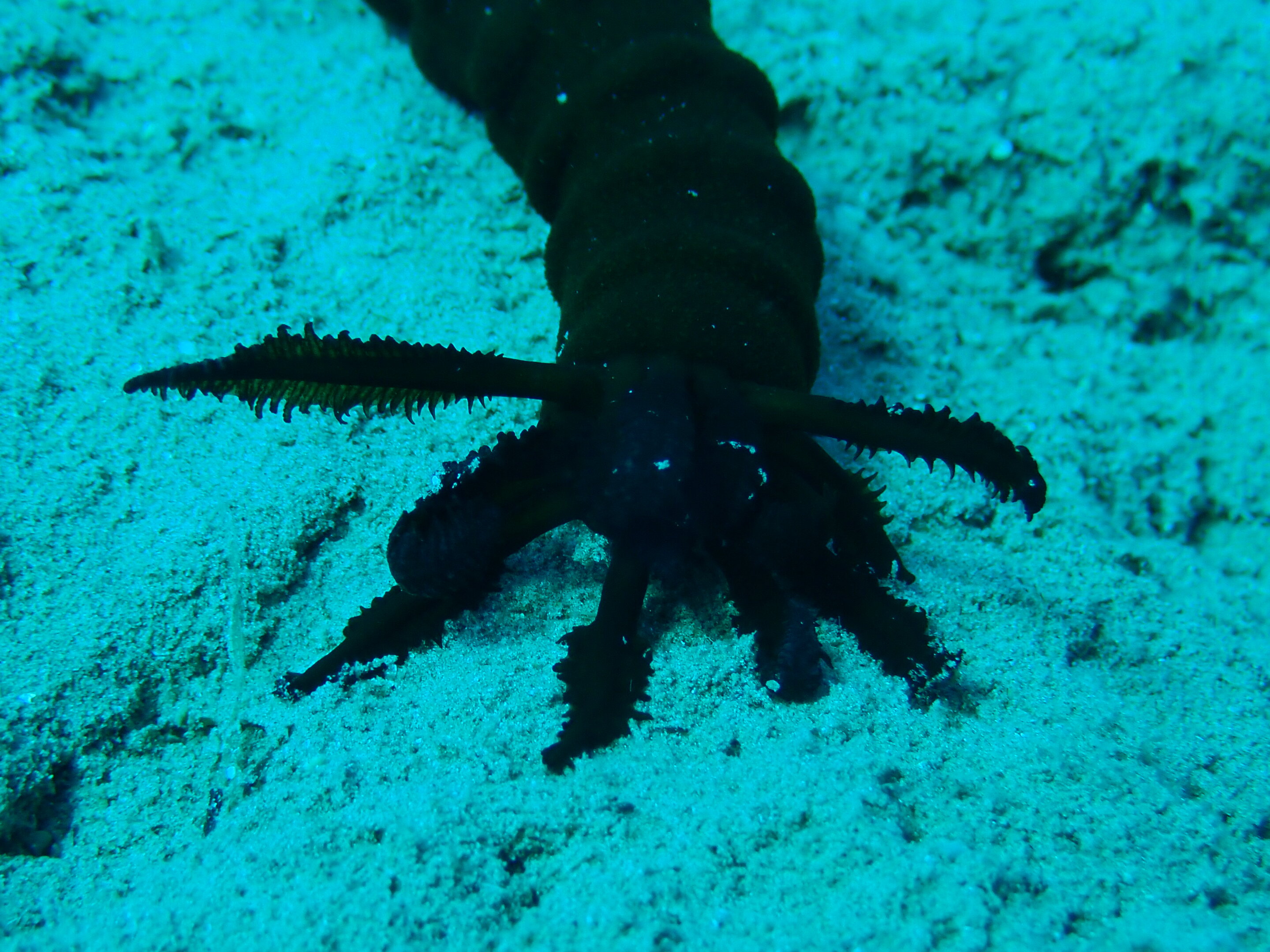 What sea cucumbers can teach us about self-defense