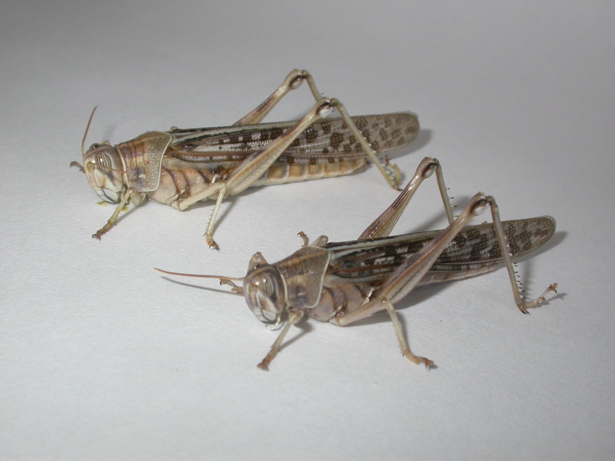 grasshopper swarm