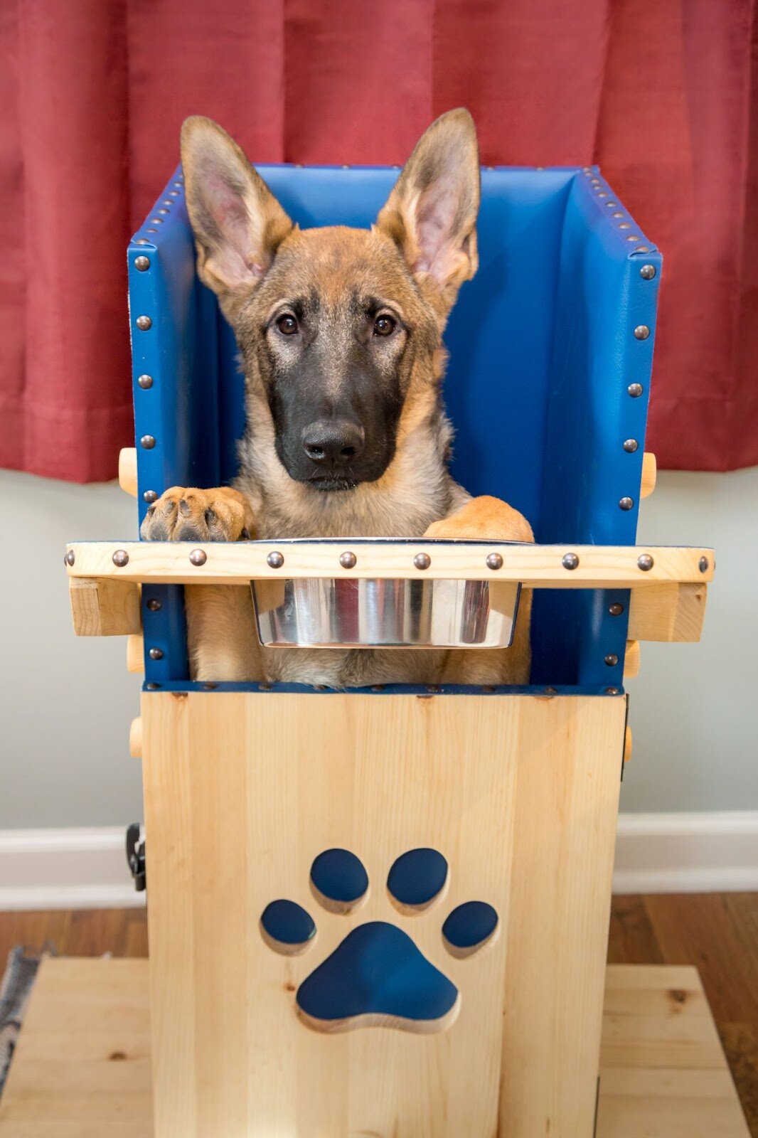 Why do some dogs need high chairs, and how can genetics help?