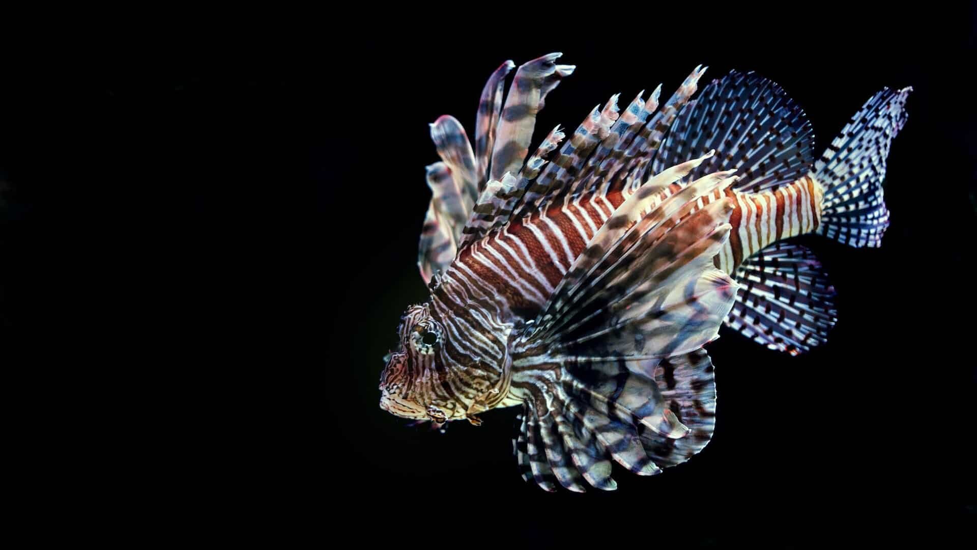 #Why researchers are interested in keeping (some) lionfish healthy