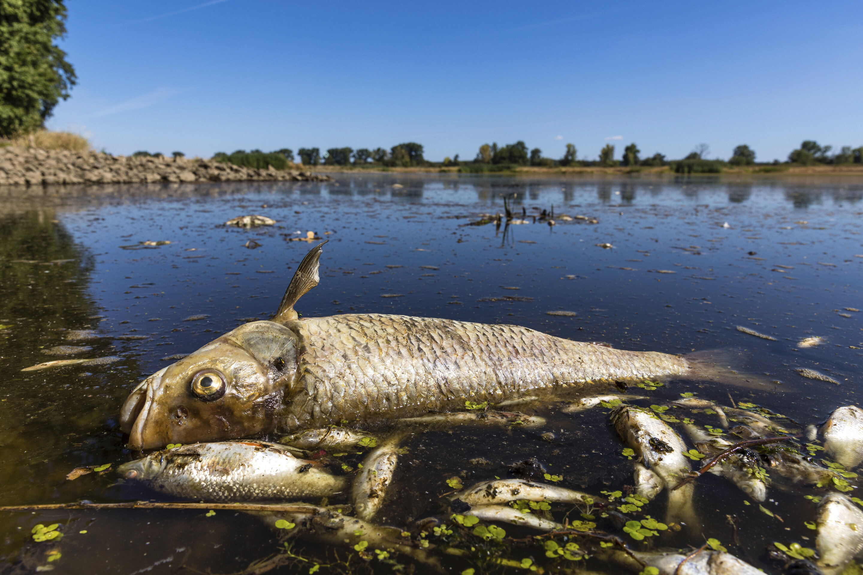 wildfires-spread-fish-die-off-amid-severe-drought-in-europe