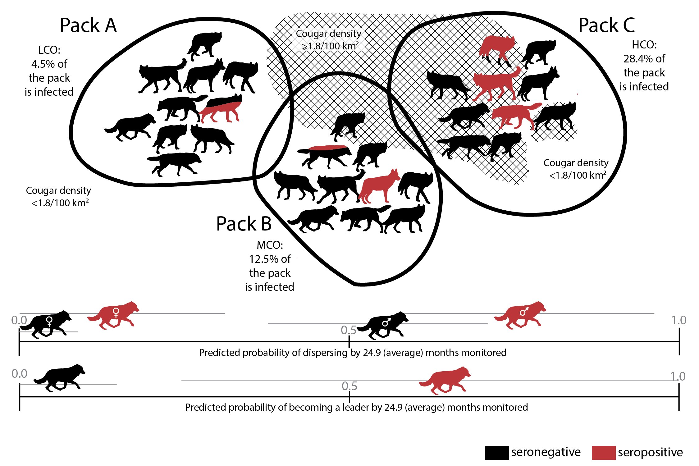 Wolves infected with a common parasite may be much more likely to become pack le..
