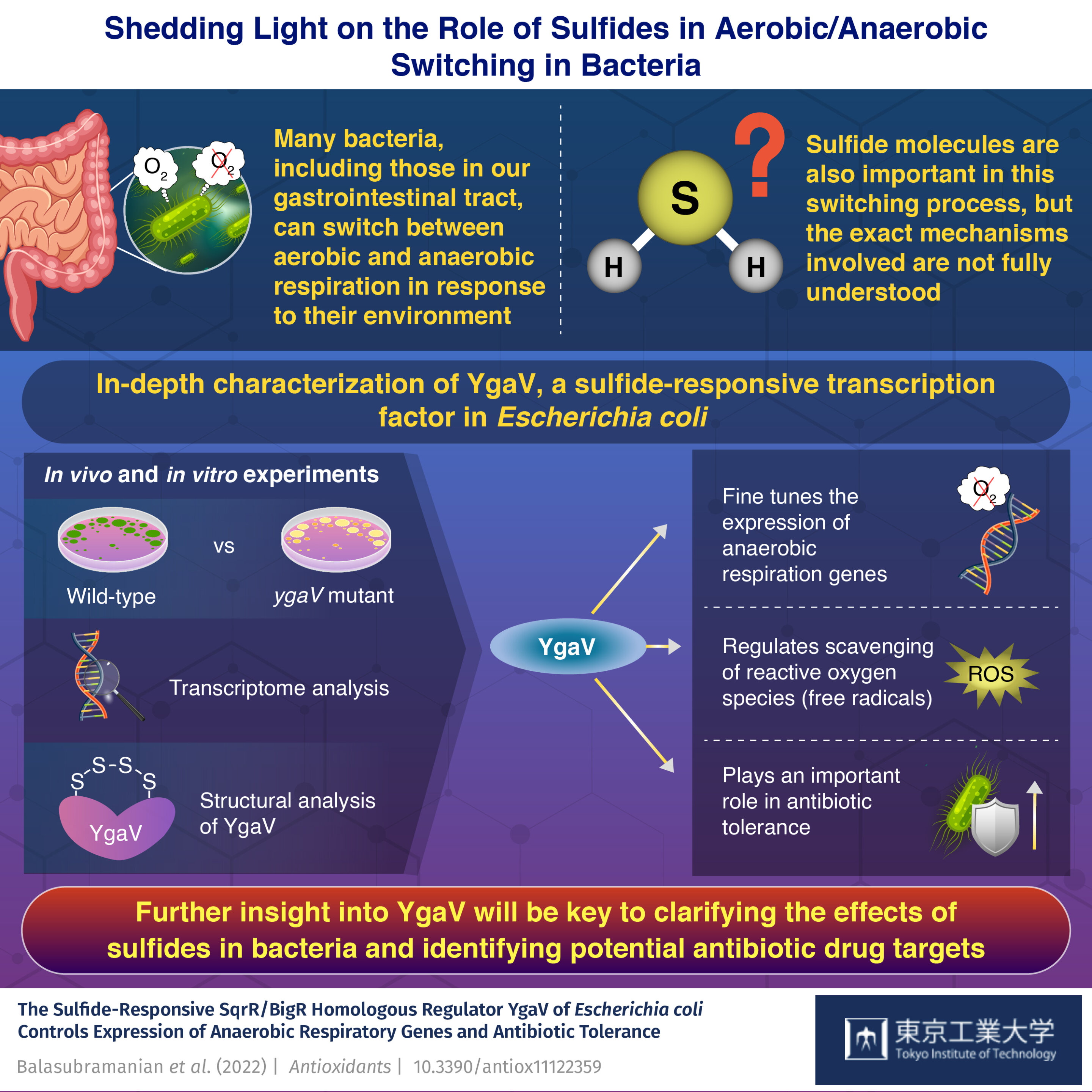 #Researchers investigate the role of sulfides in aerobic/anaerobic switching in bacteria
