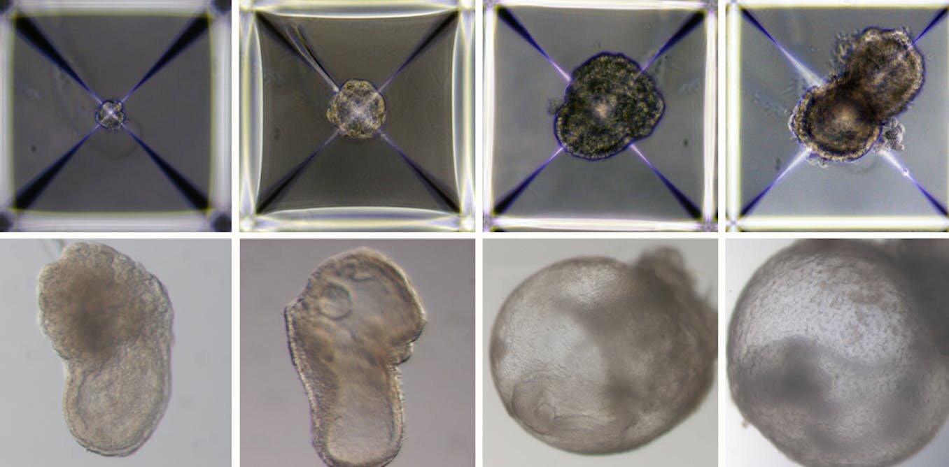 photo of World's first 'synthetic embryo': Why this research is more important than you think image