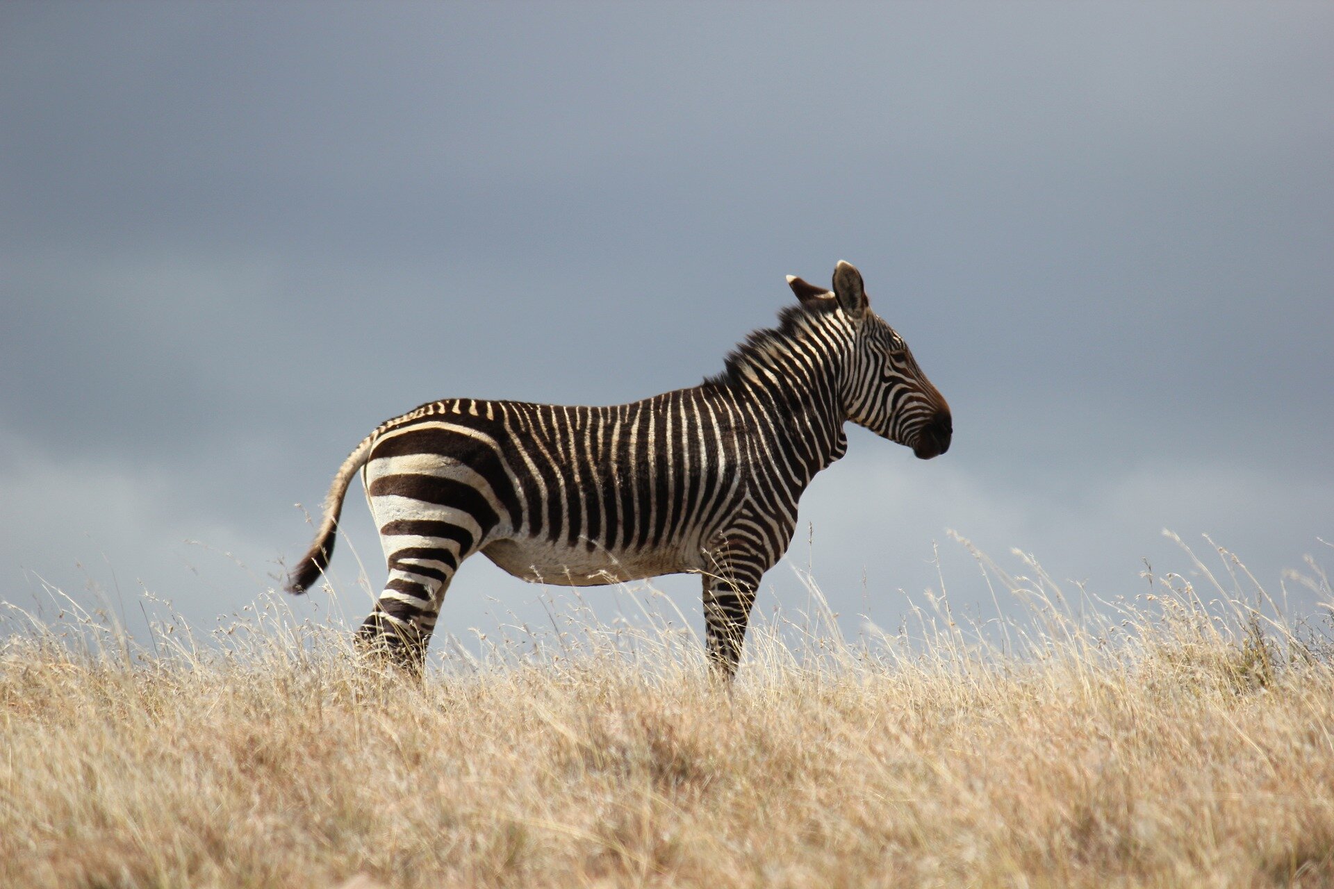 How vacation photos of zebras and whales can help conservation