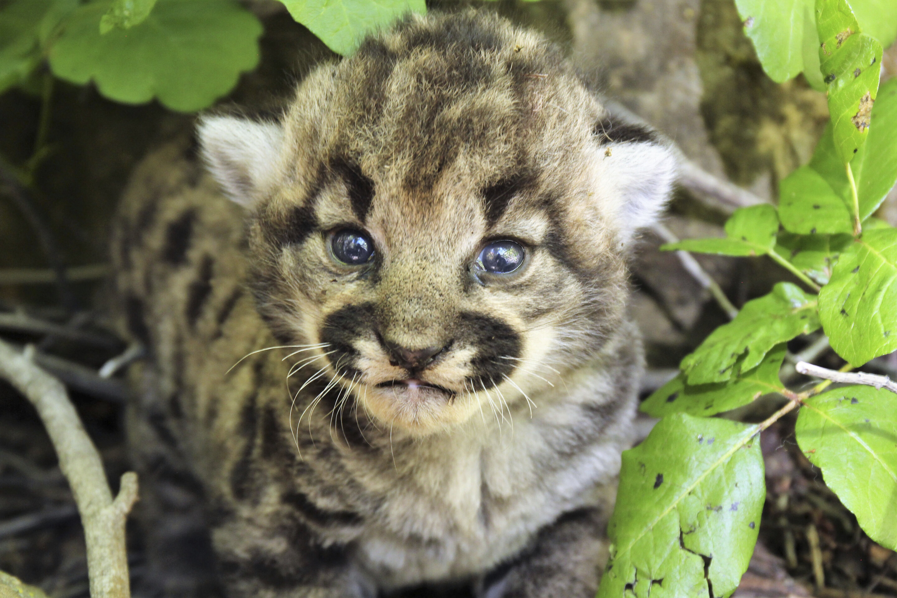photo of 3 healthy kittens born to mountain lion tracked by biologists in wilderness near Los Angeles image