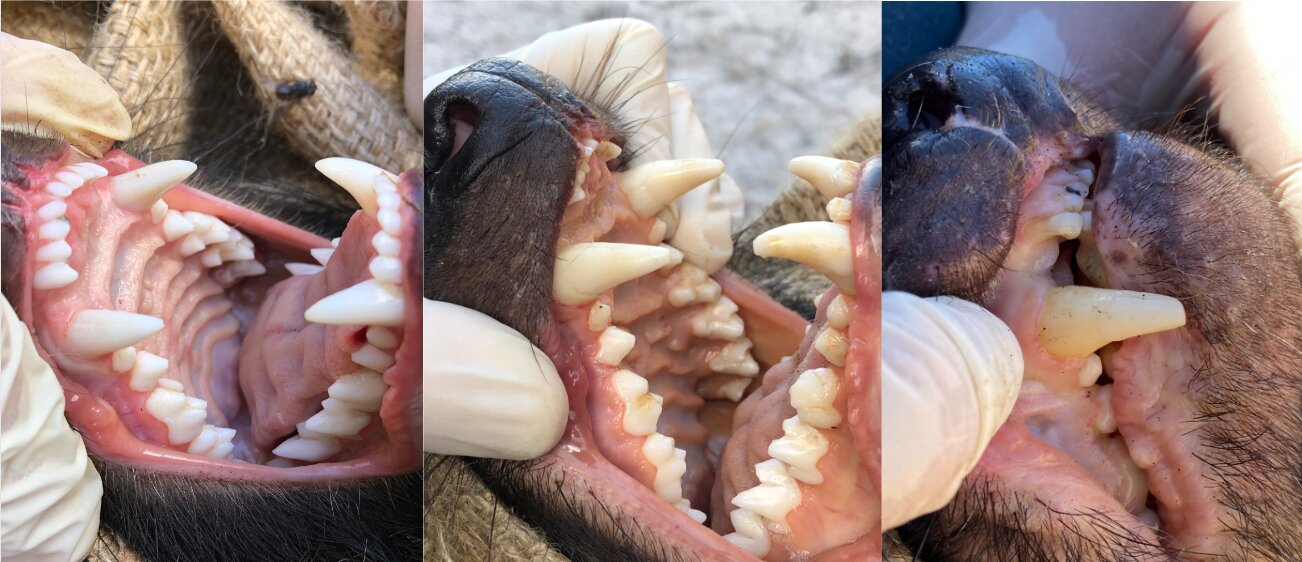 A diferencia de la mayoría de los otros animales, los demonios de Tasmania solo tienen un par de dientes.