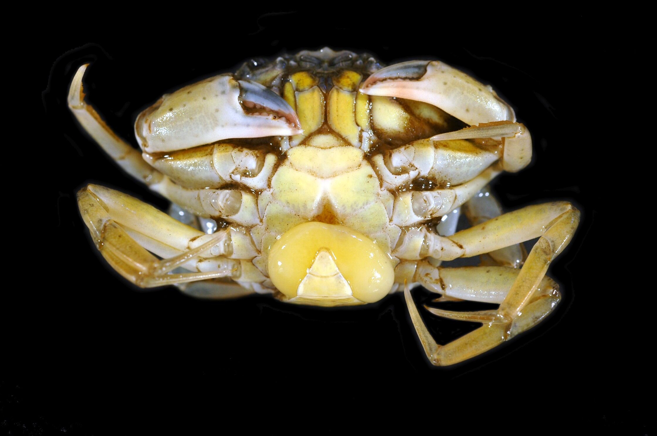« Un crabe n’est jamais qu’un crabe » : des chercheurs décrivent le pareticum des animaux