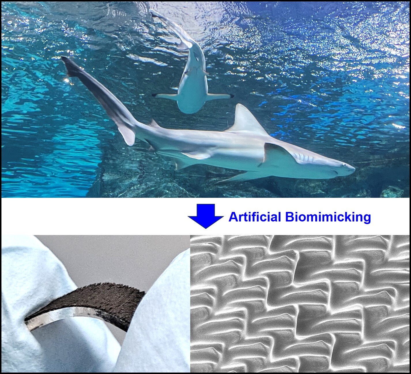 Une nouvelle stratégie de microfabrication pour une peau de requin artificielle 3D multifonctionnelle