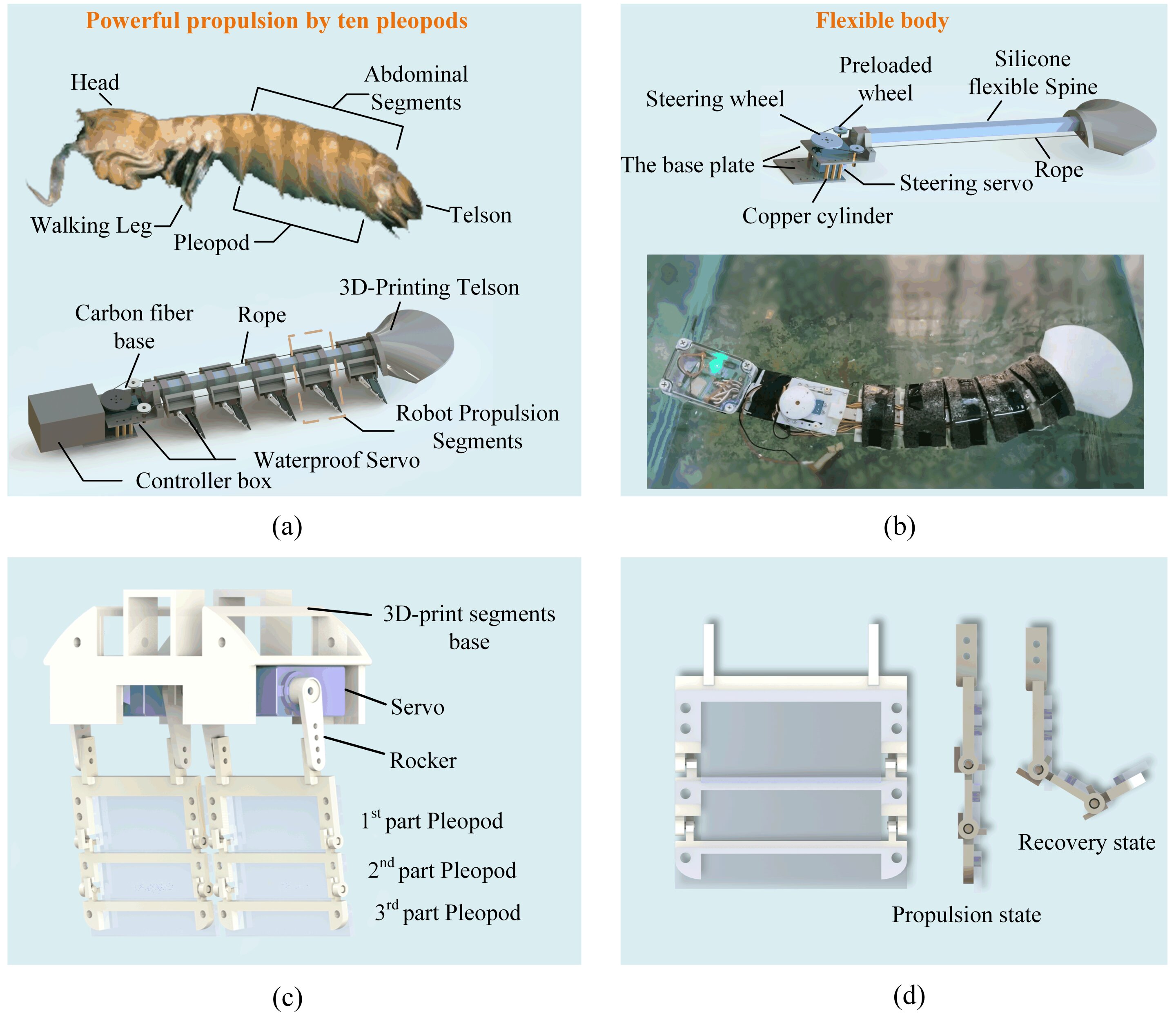 A robot inspired by mantis shrimp to explore narrow underwater environments