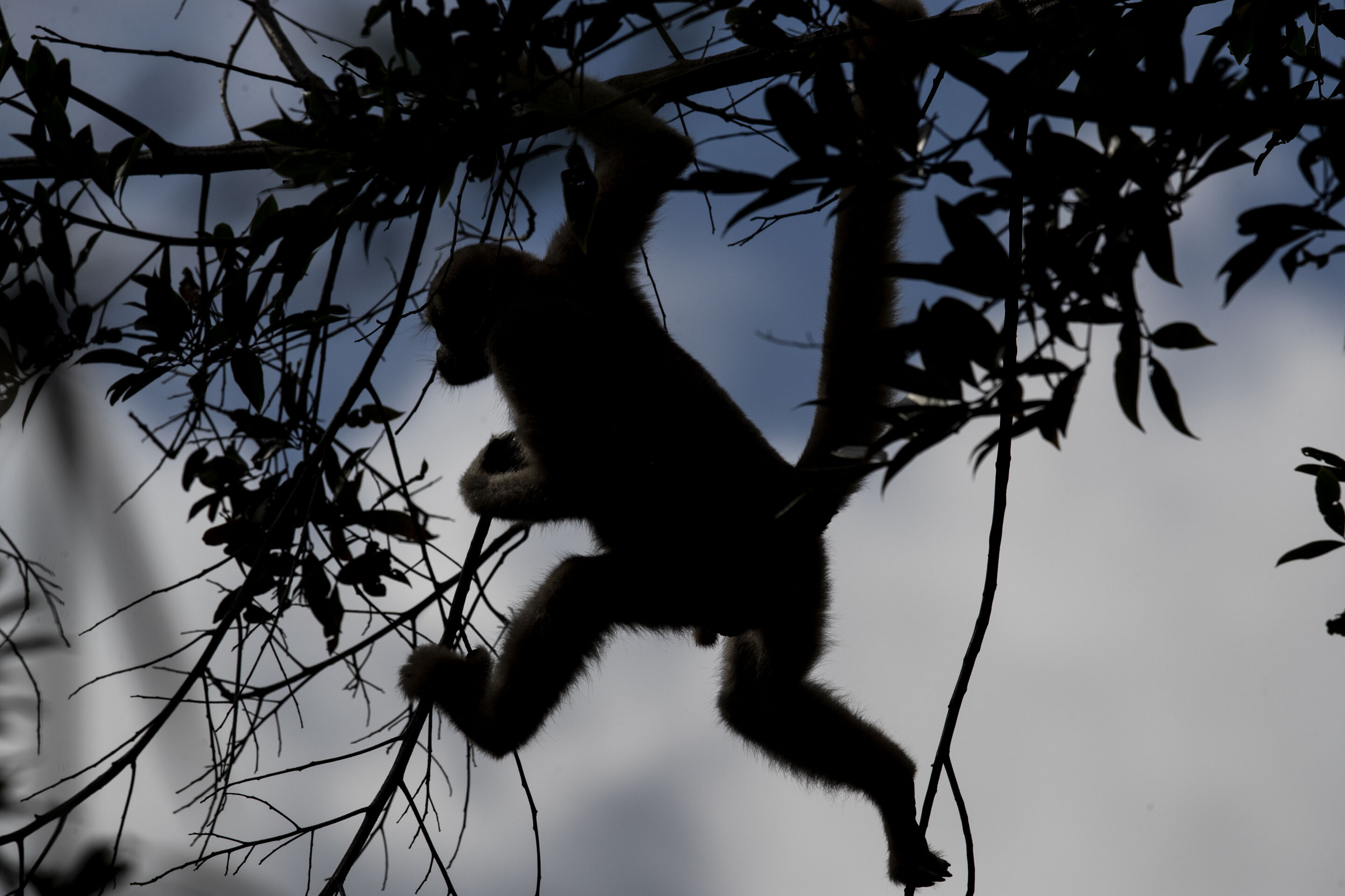 A scientist's 4-decade quest to save the biggest monkey in the Americas