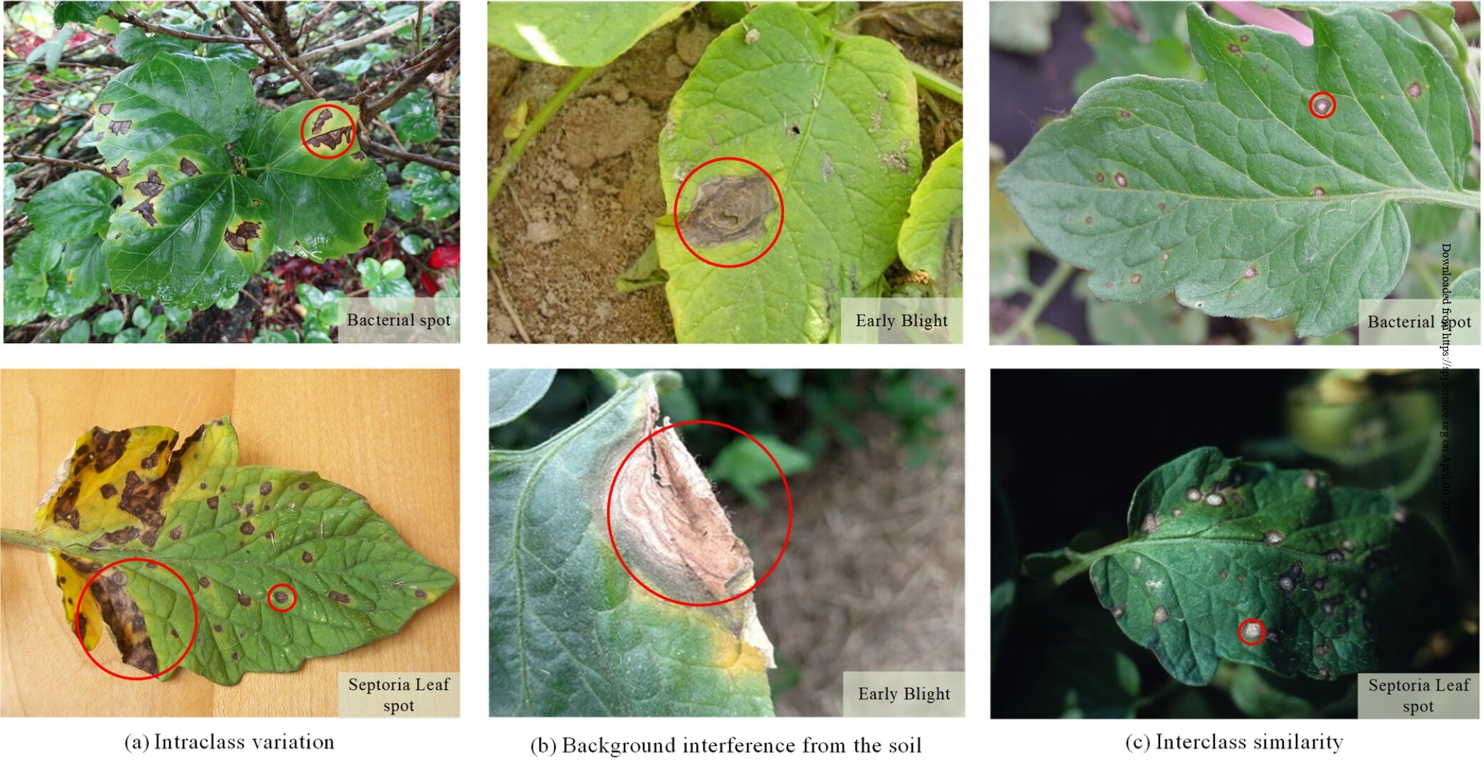 An AI-powered solution for accurately diagnosing tomato leaf diseases
