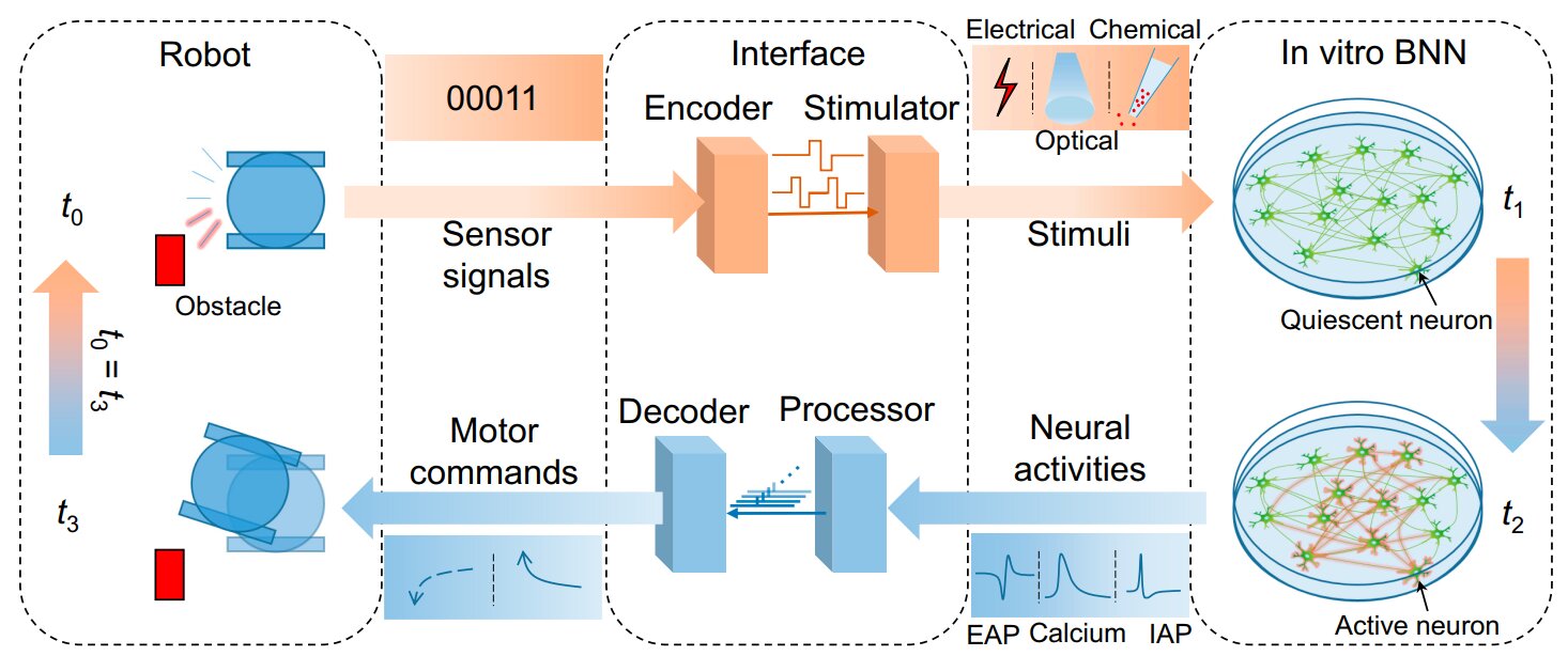 An overview of in vitro biological neural networks for robot intelligence