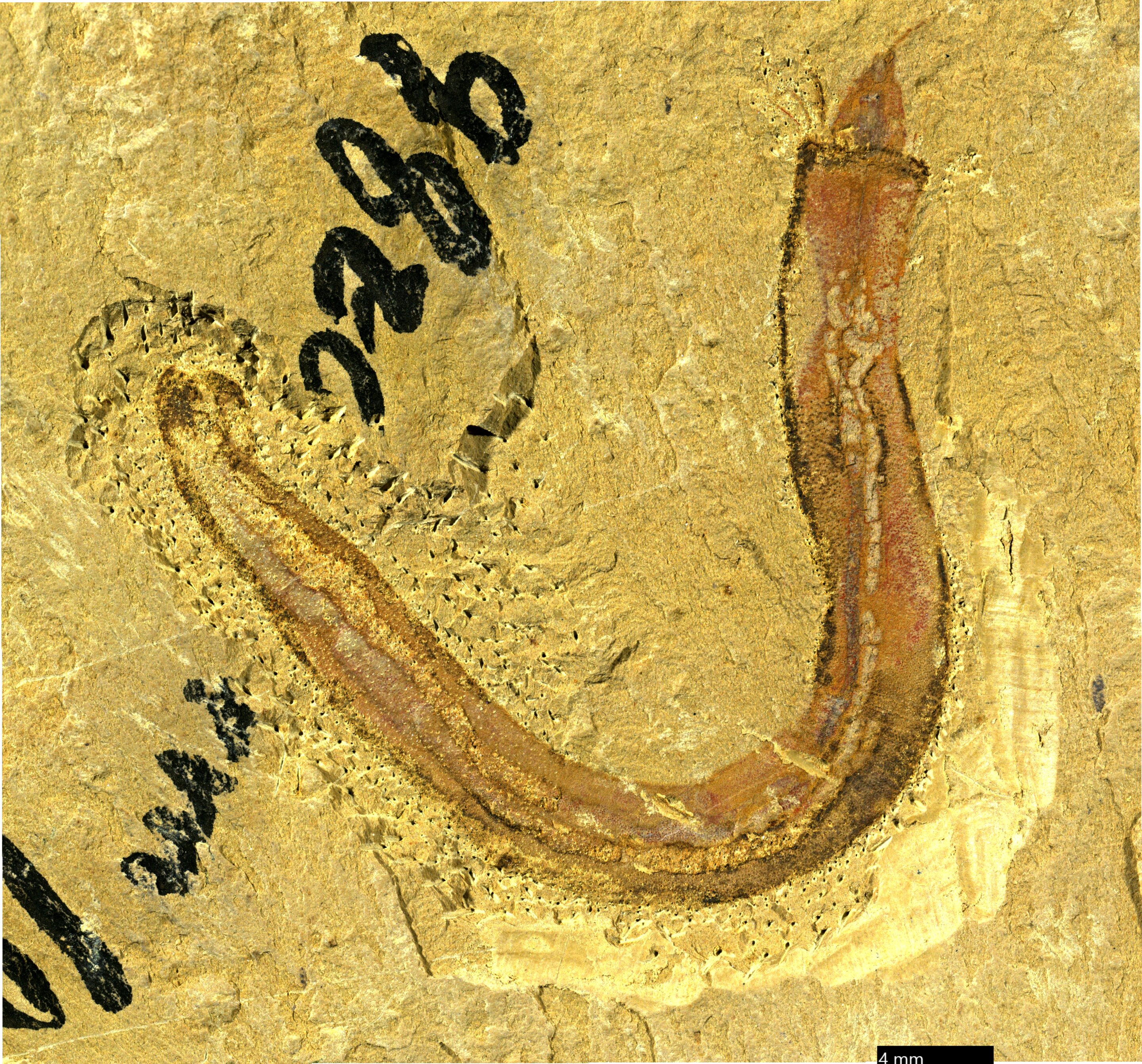 photo of Ancient fossils shed new light on evolution of sea worm image