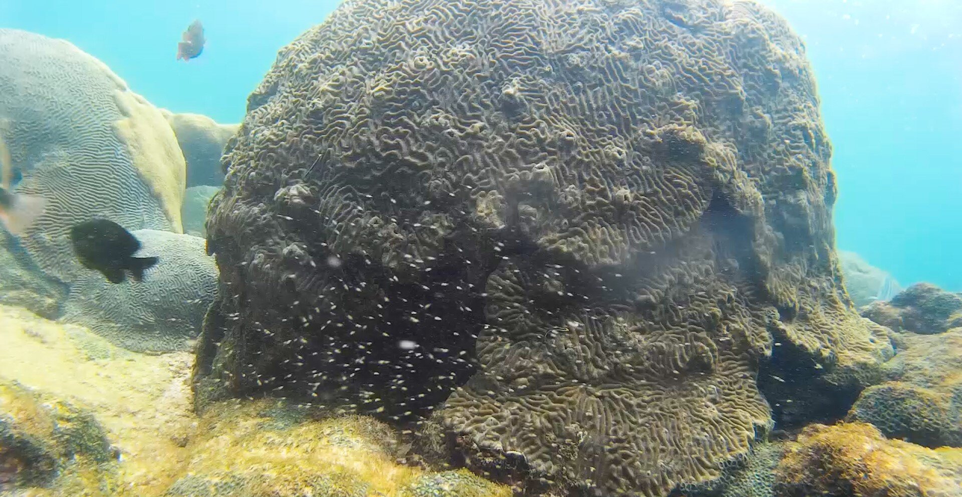#’Anti-social’ damselfish are scaring off cleaner fish customers, which could contribute to coral reef breakdown
