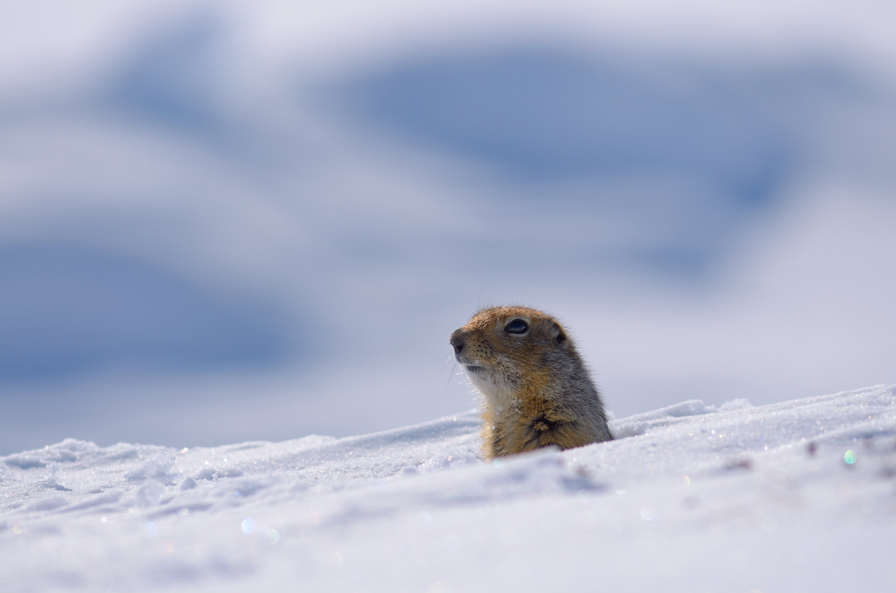 photo of Arctic ground squirrels are altering their hibernation patterns in response to climate change image