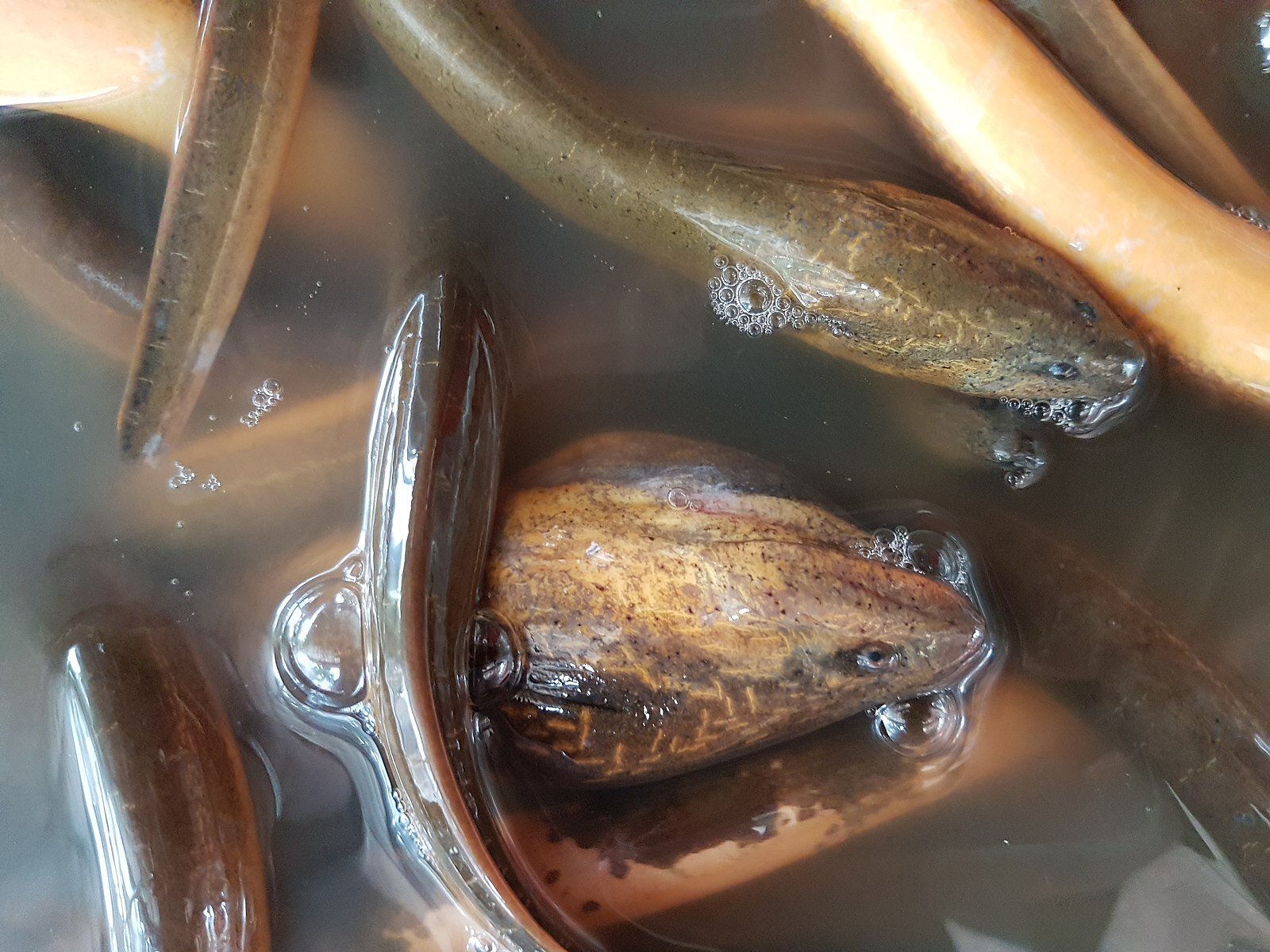 Asian swamp eels spread in the Everglades: 'Potentially the worst species we've had yet'