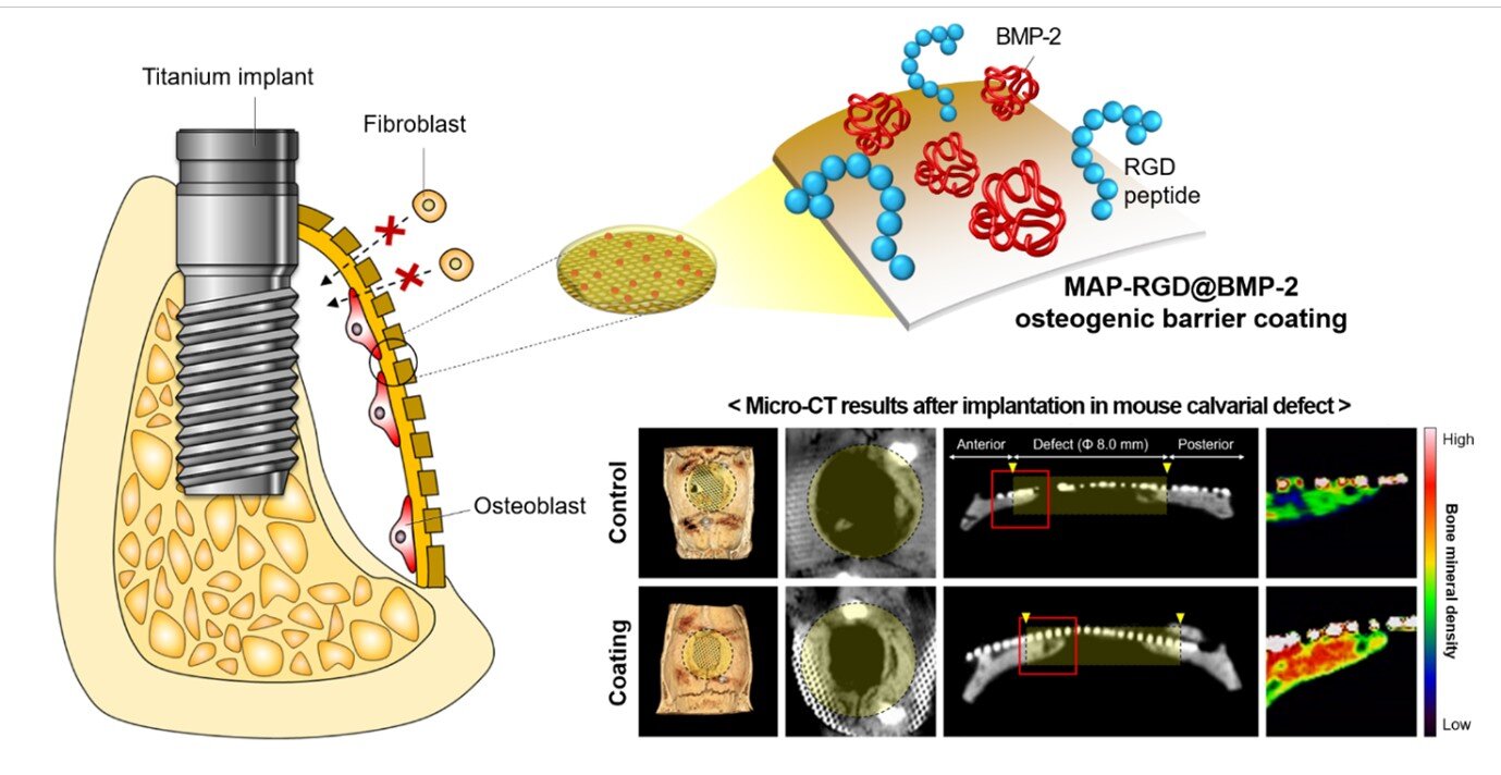 Attracting stem cells and facilitating bone regeneration by adhesive protein