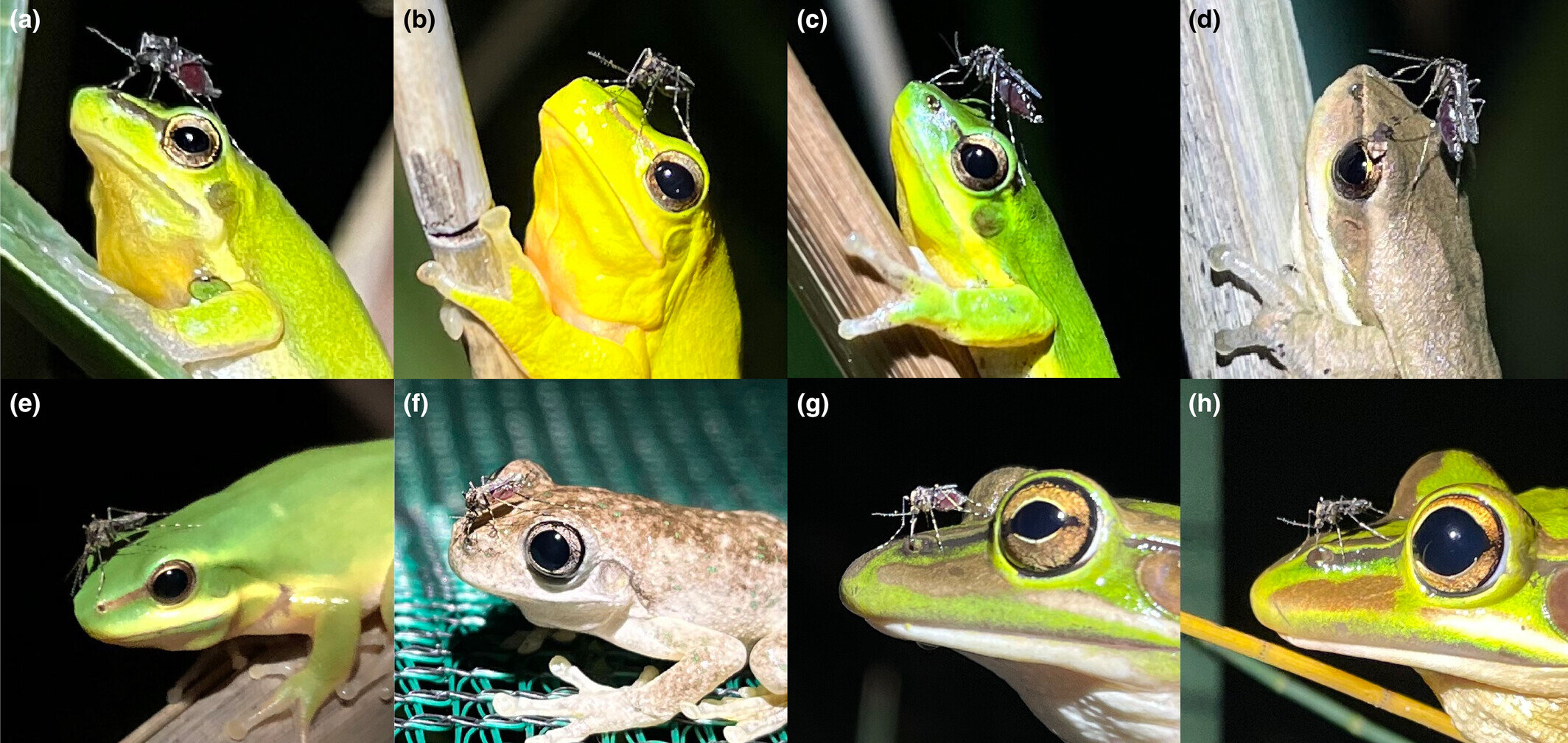 Australian mosquito species found to target frogs' noses