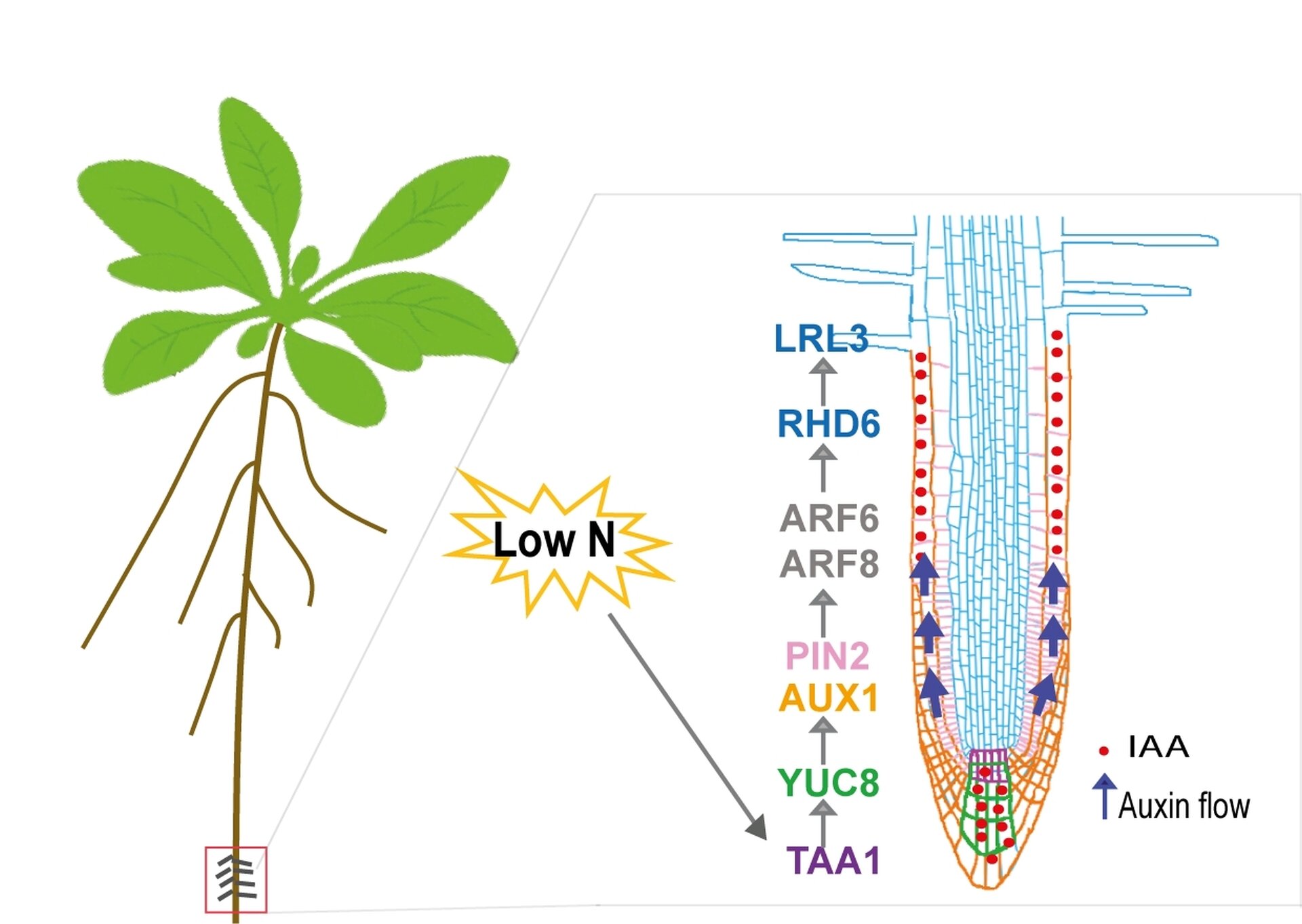 Study shows auxin signaling pathway controls root hair formation for nitrogen uptake