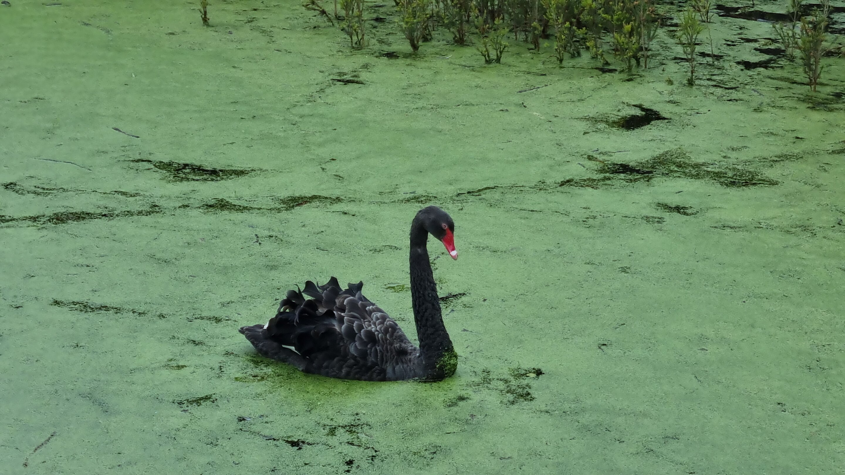 Avian flu could decimate Australian black swans