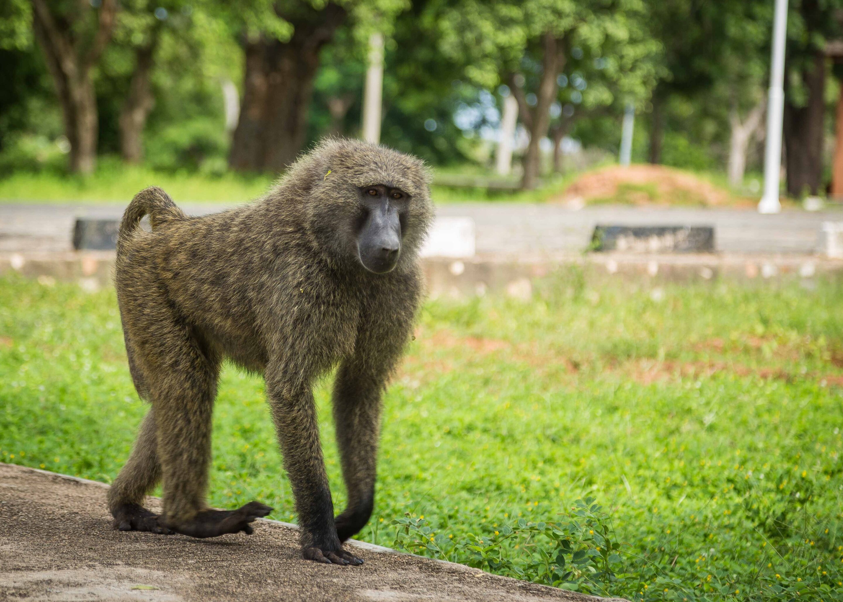 Baboons 'crouch and sprint' to take standing up in their stride