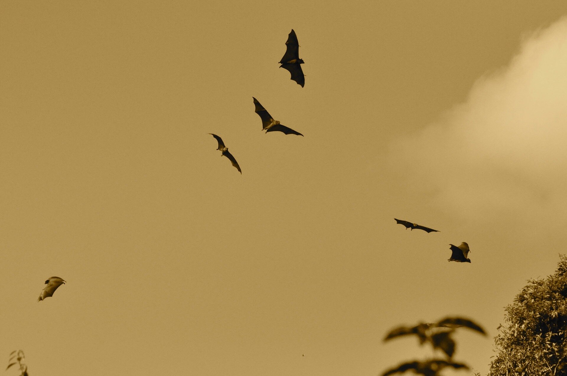 Using airborne DNA to track bats