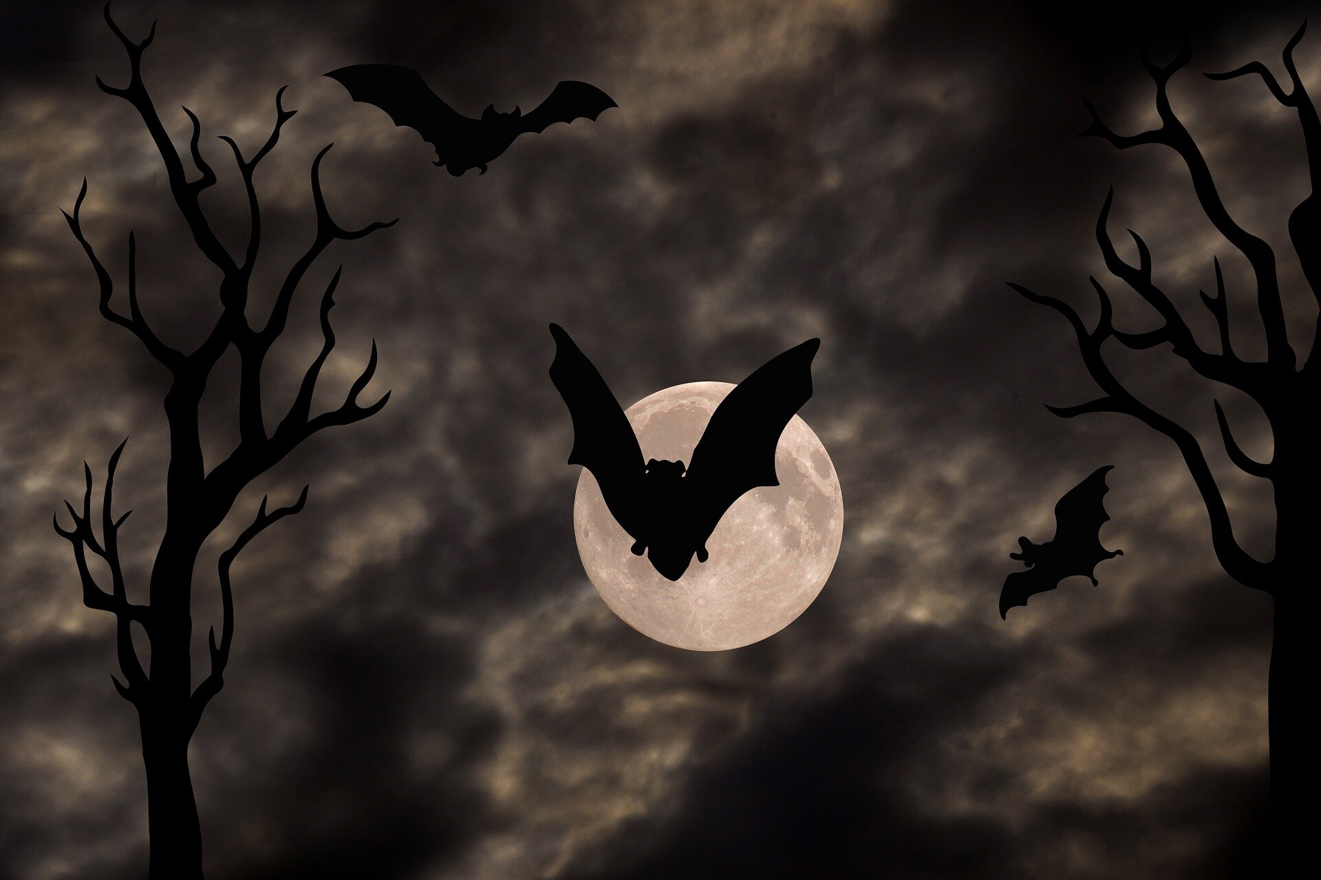 Wildlife Biologist Explains Bat Myths Techcodex 