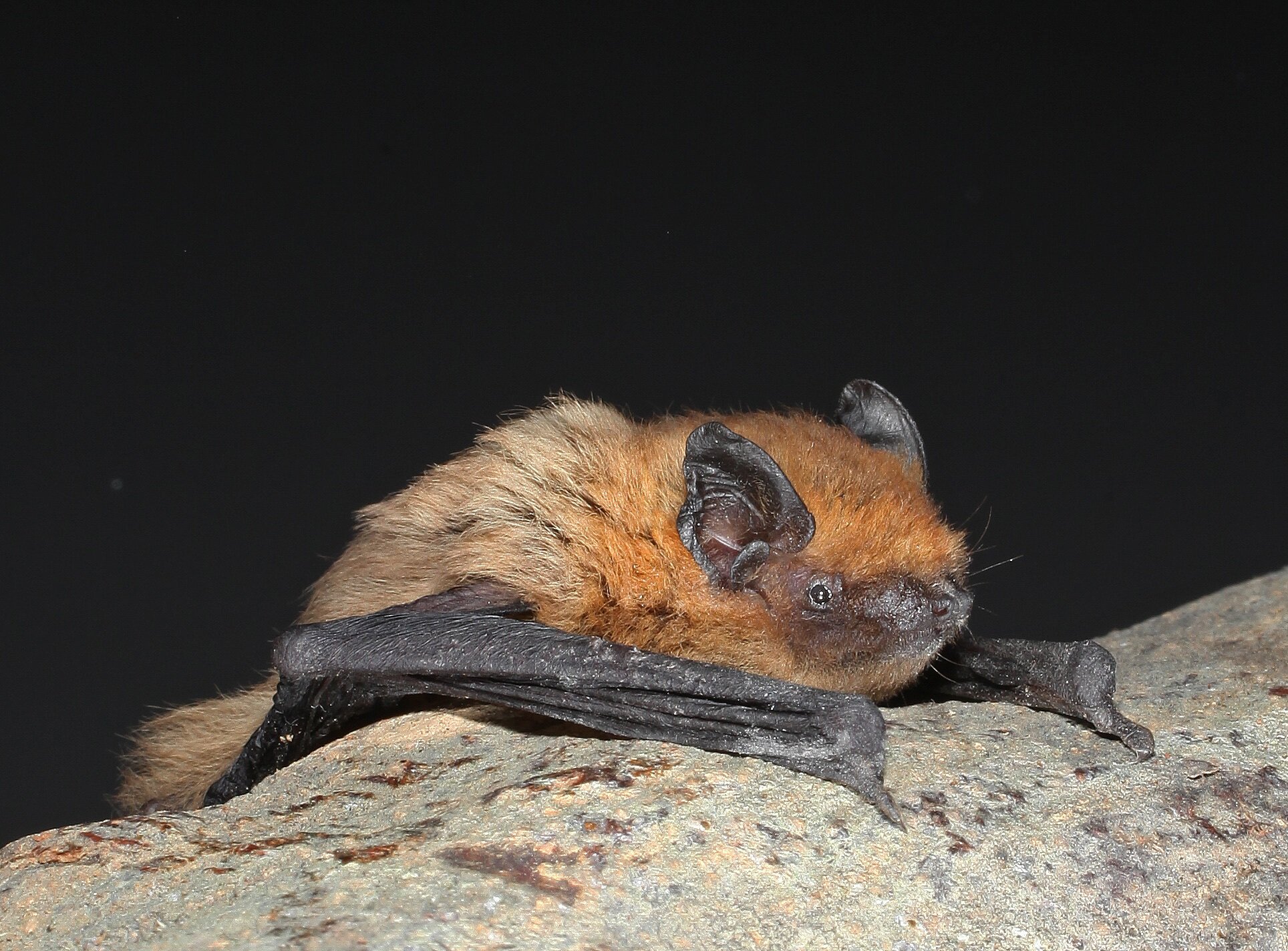 Increase in bat activity in Okanagan is linked to bat pups learning to fly  - Oliver/Osoyoos News 