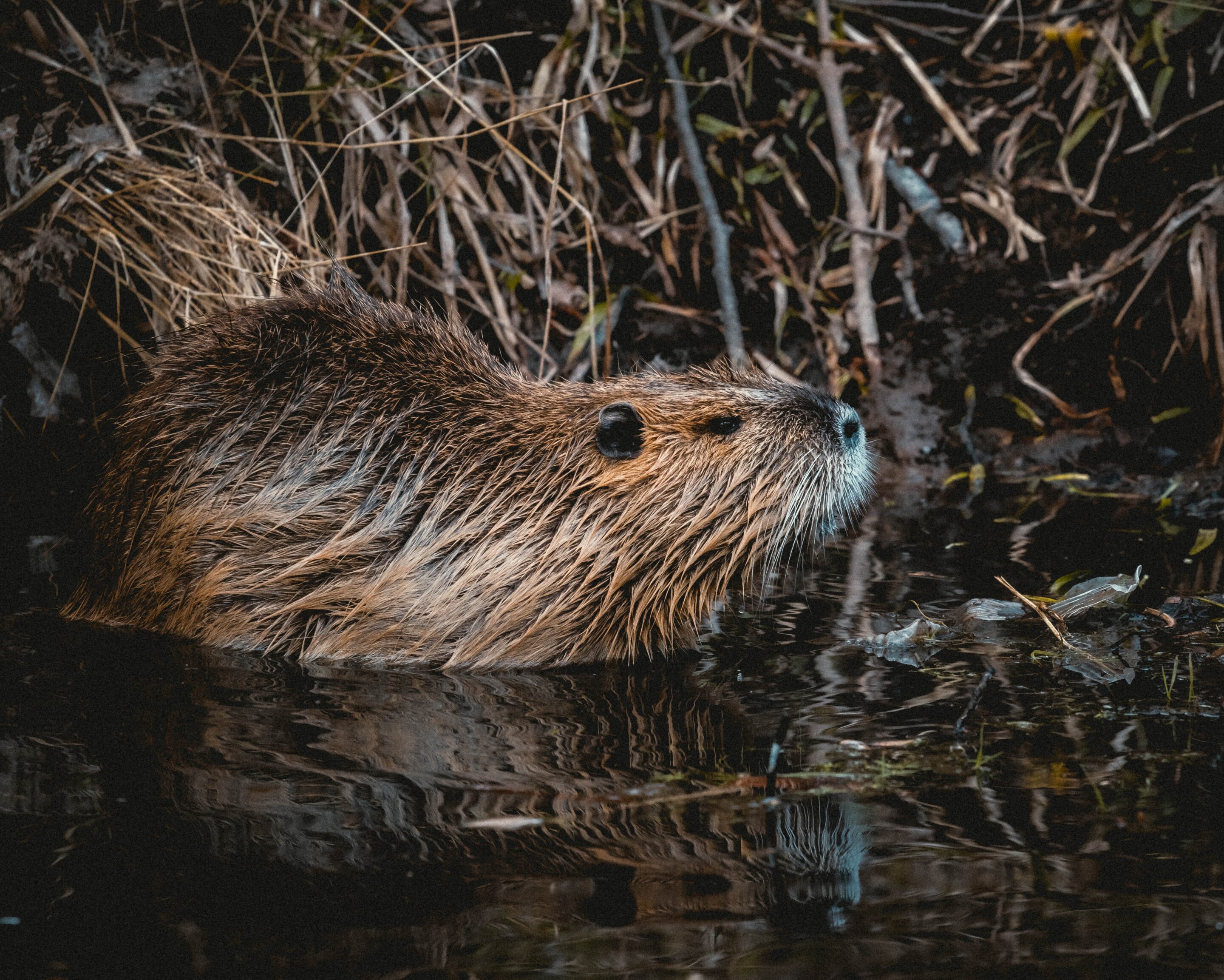 Nine beavers die from disease in Utah—and it can spread to people, officials say