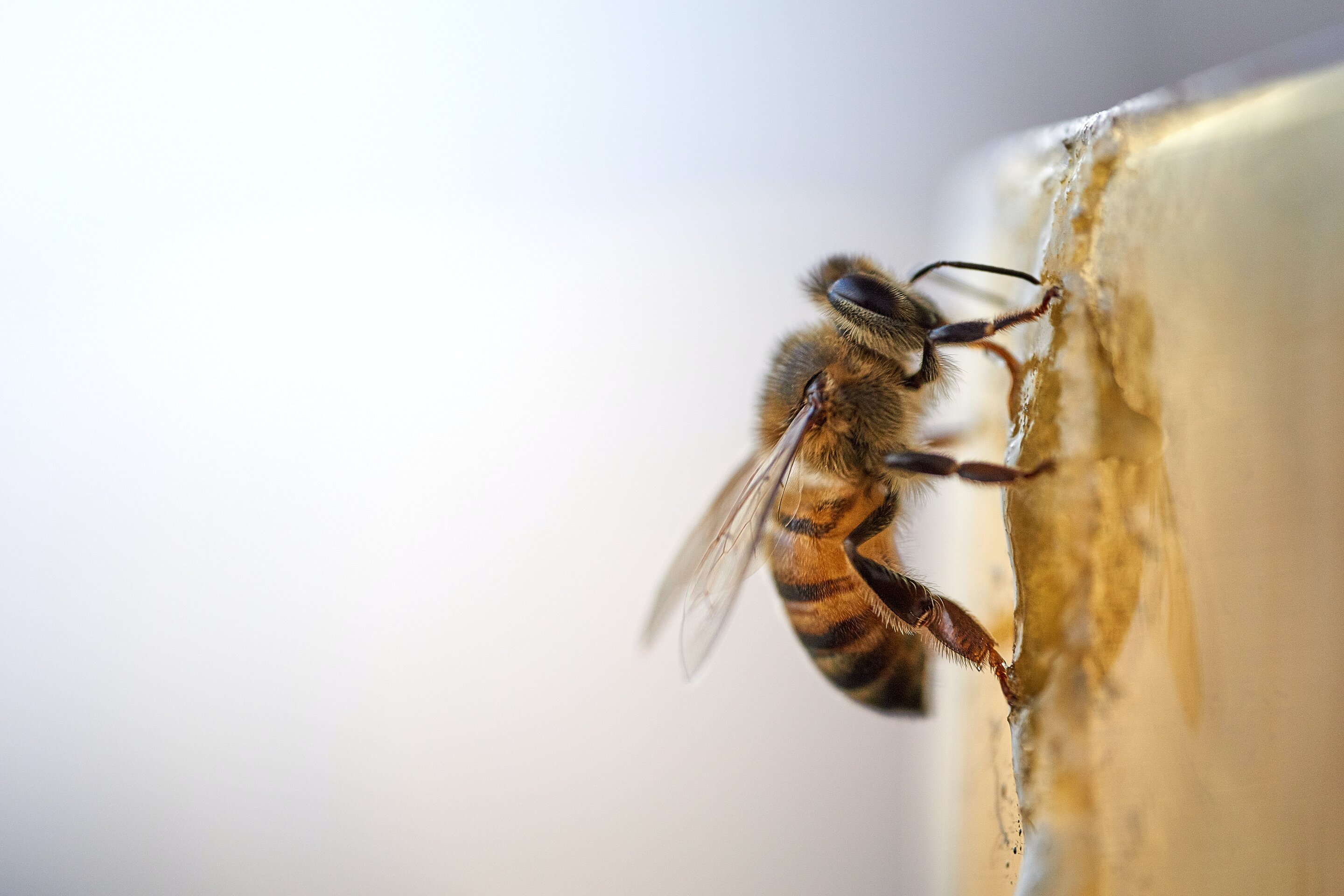 Essential Beekeeping Industry Statistics in 2023 • ZipDo