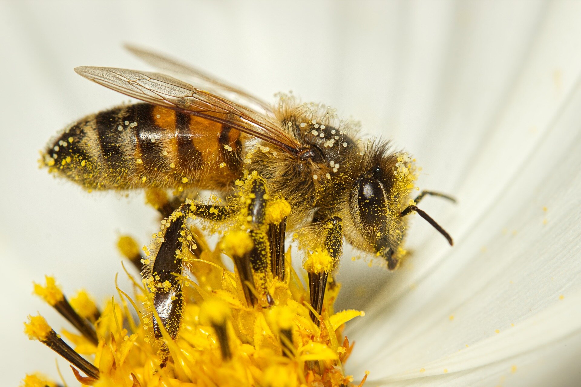 Study finds carrying pollen heats up bumble bees, raises new climate change  questions