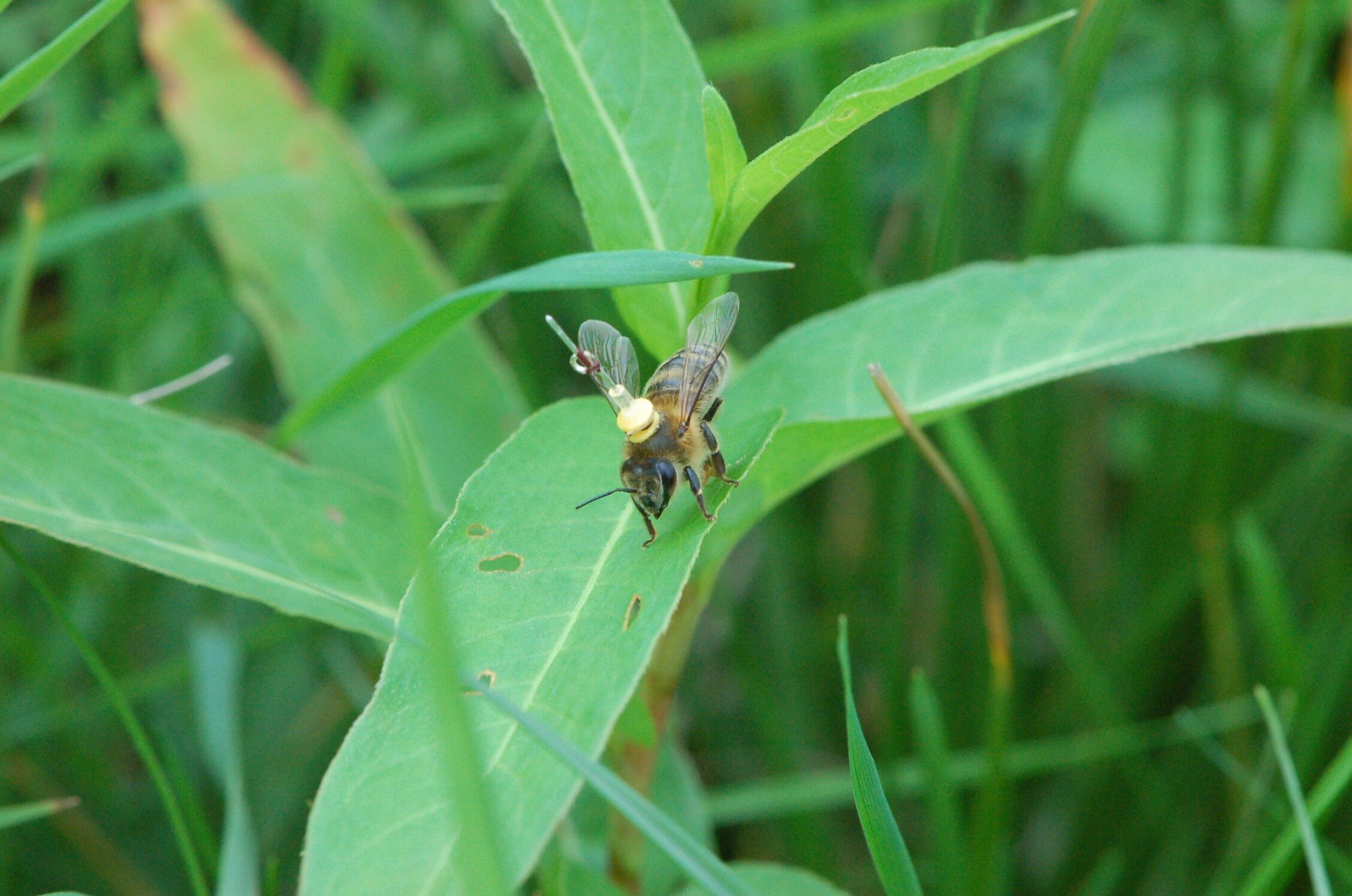 Pszczoły podążają za liniowymi punktami orientacyjnymi, aby znaleźć drogę do domu, tak jak pierwsi piloci