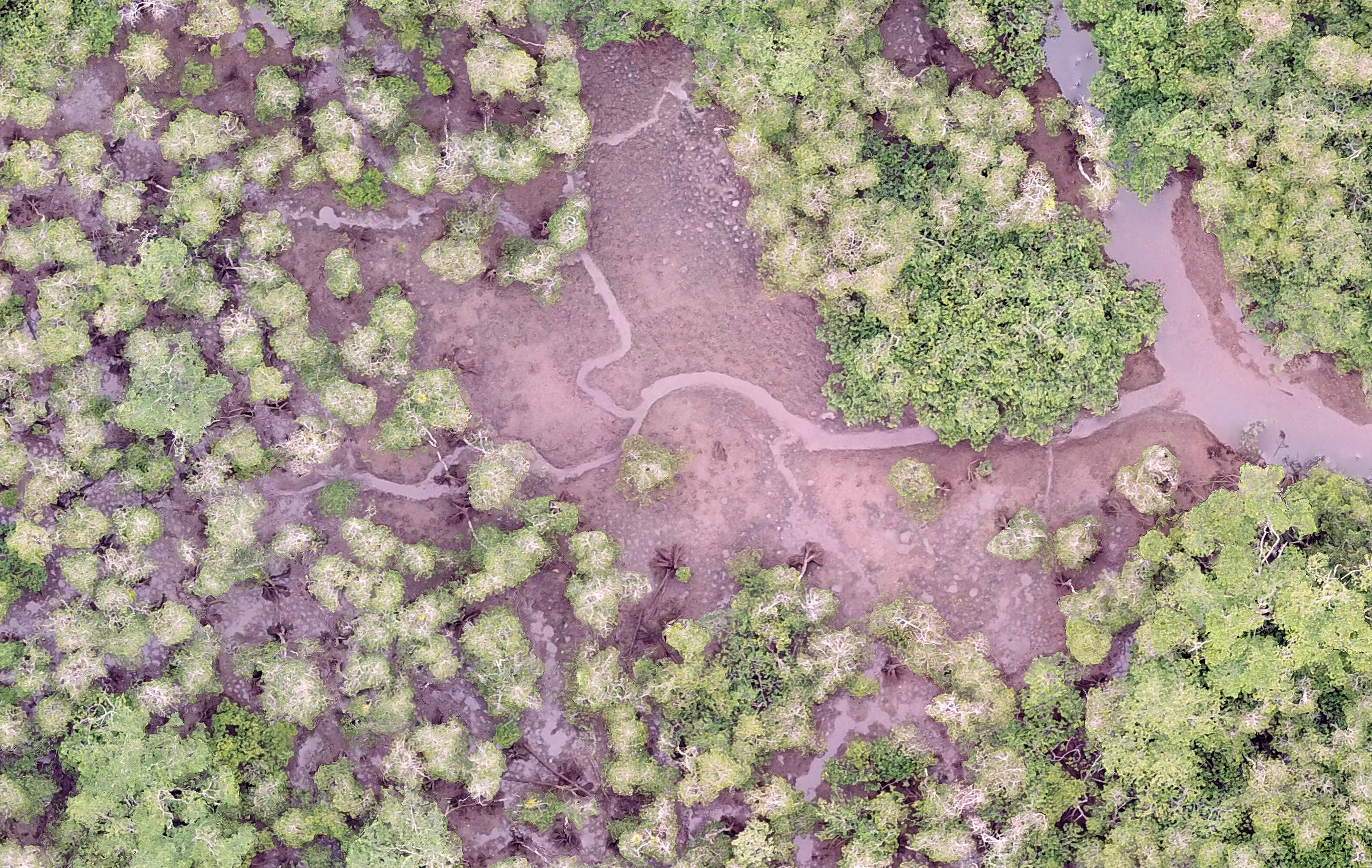 photo of Creating forest inventories with drones and artificial intelligence image